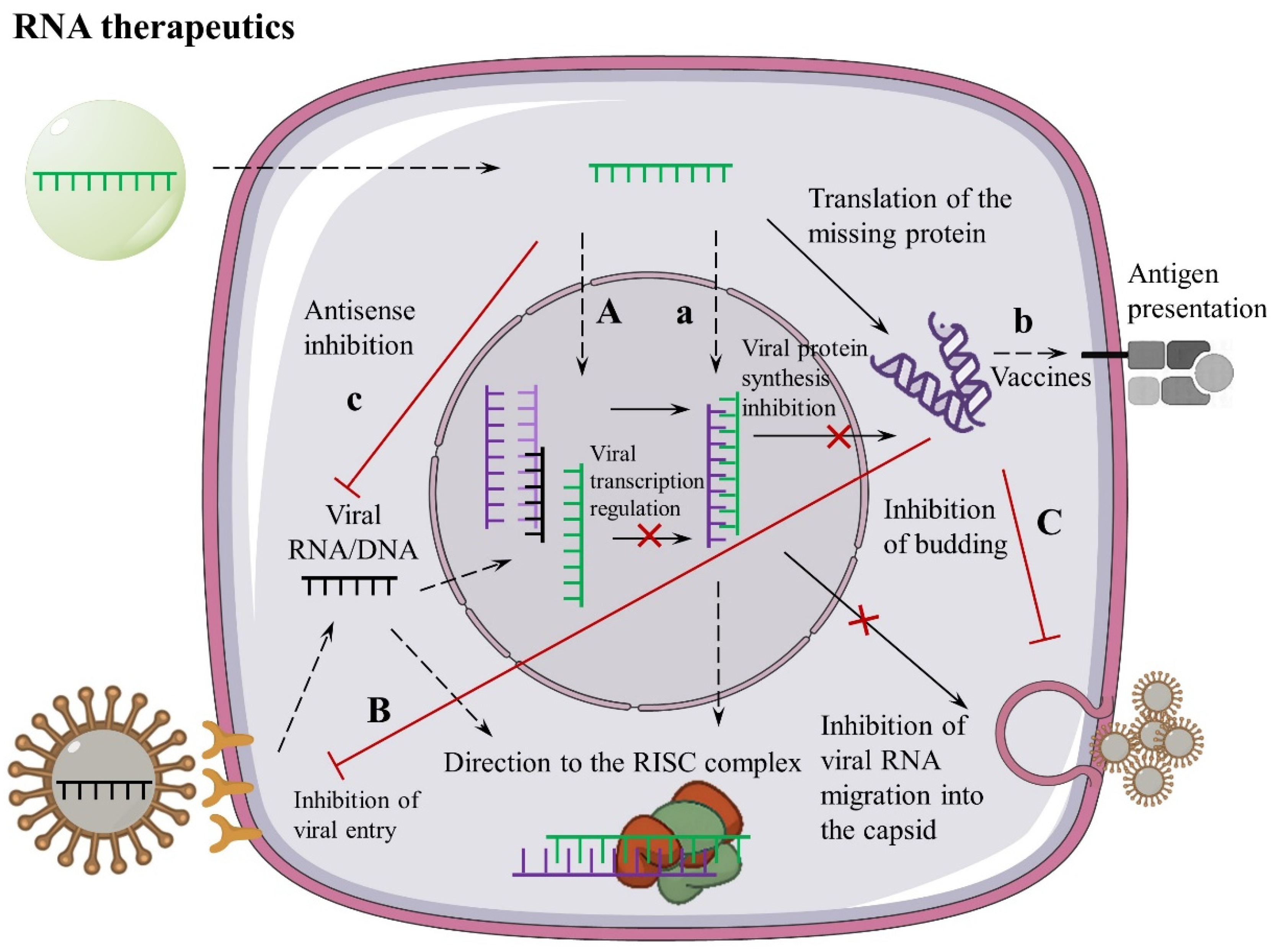 Pharmaceutics 18 00431 g001 Pharmaceutics 18 00431 g001