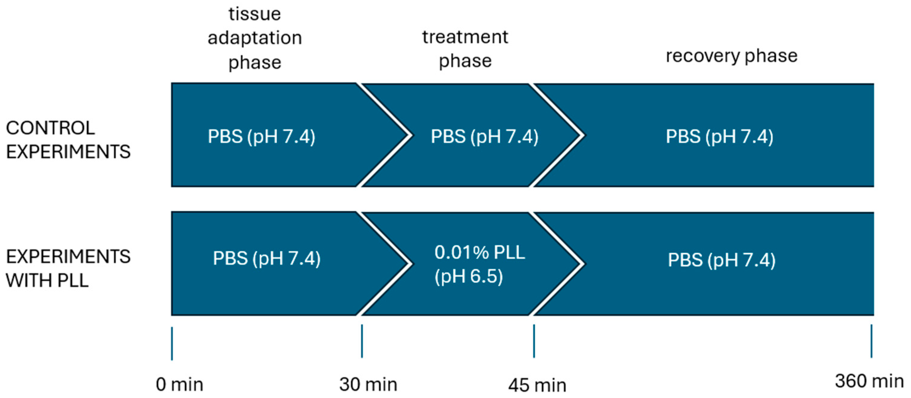 Pharmaceutics 18 00458 sch002 Pharmaceutics 18 00458 sch002