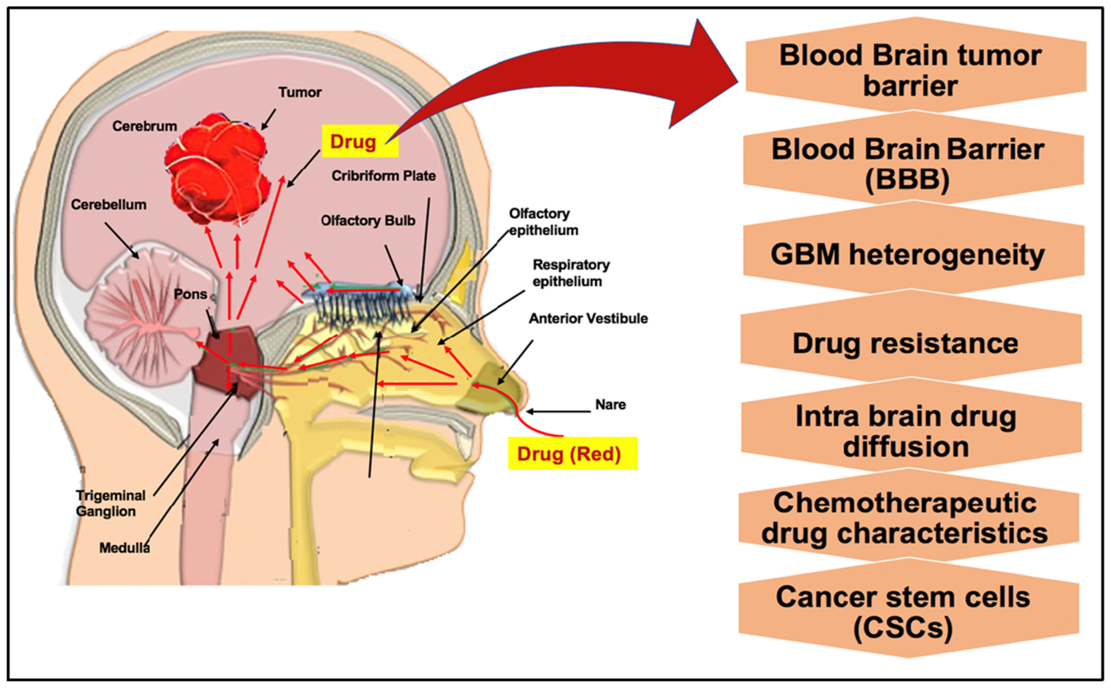 Pharmaceutics 18 00470 g003 Pharmaceutics 18 00470 g003