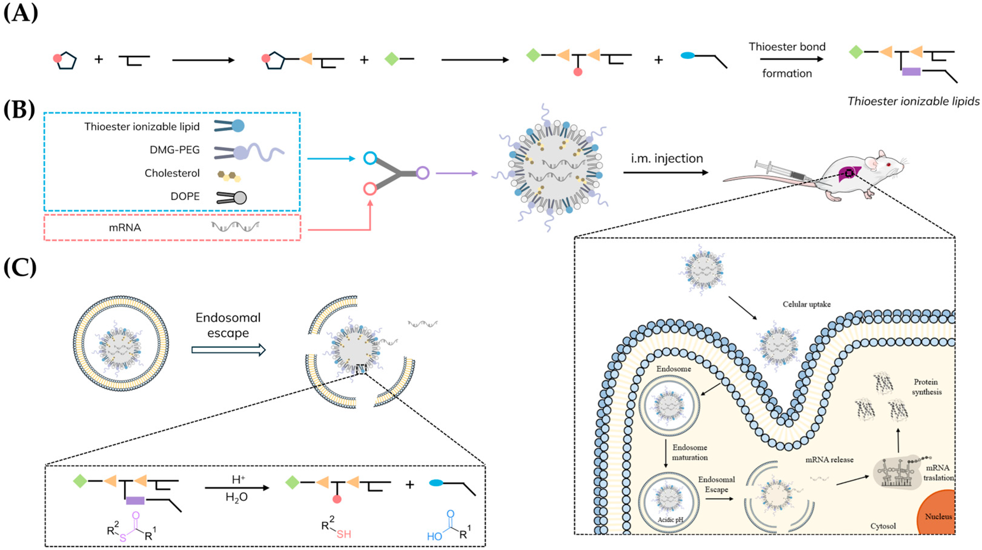 Pharmaceutics 18 00472 g001