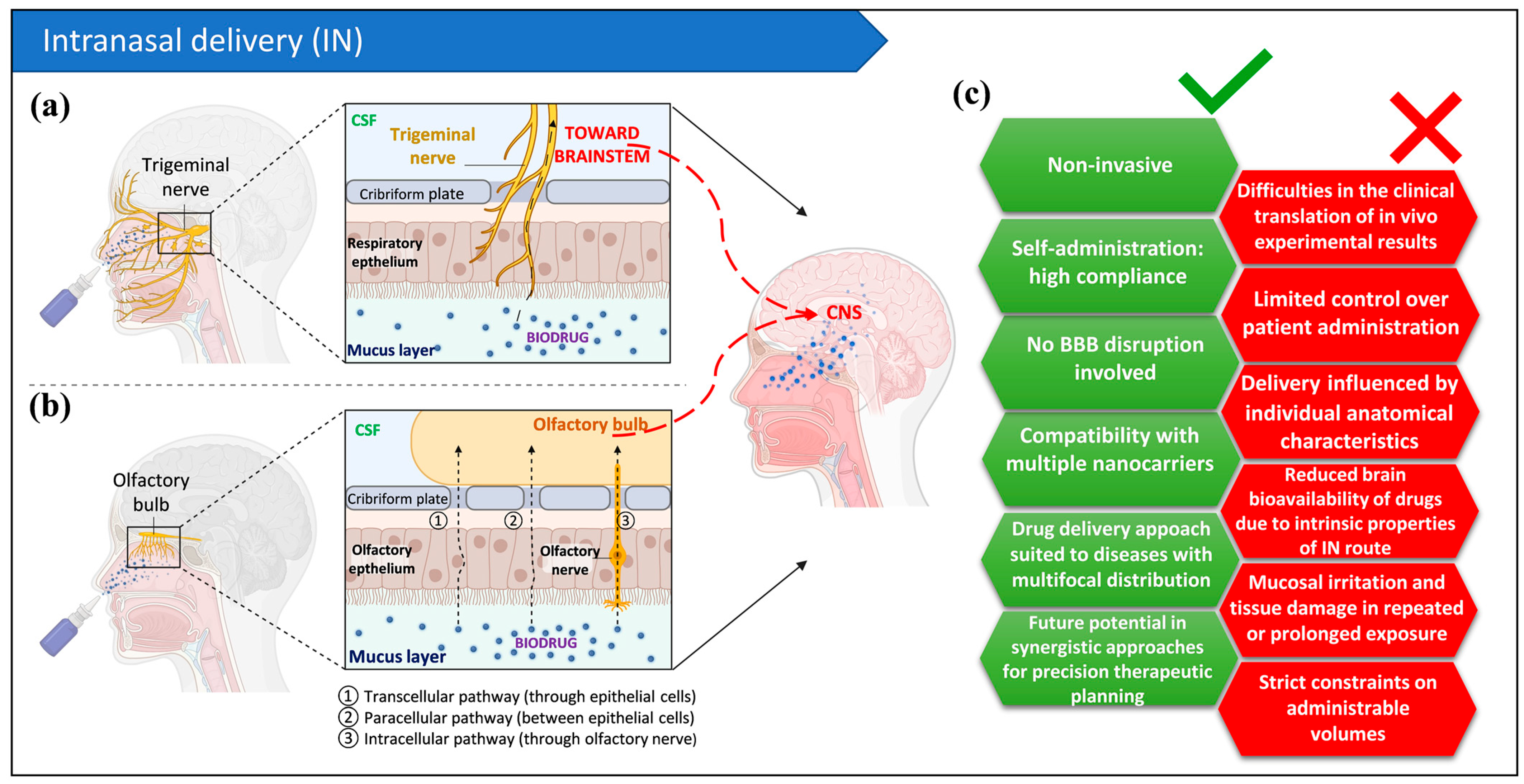 Pharmaceutics 18 00484 g004 Pharmaceutics 18 00484 g004