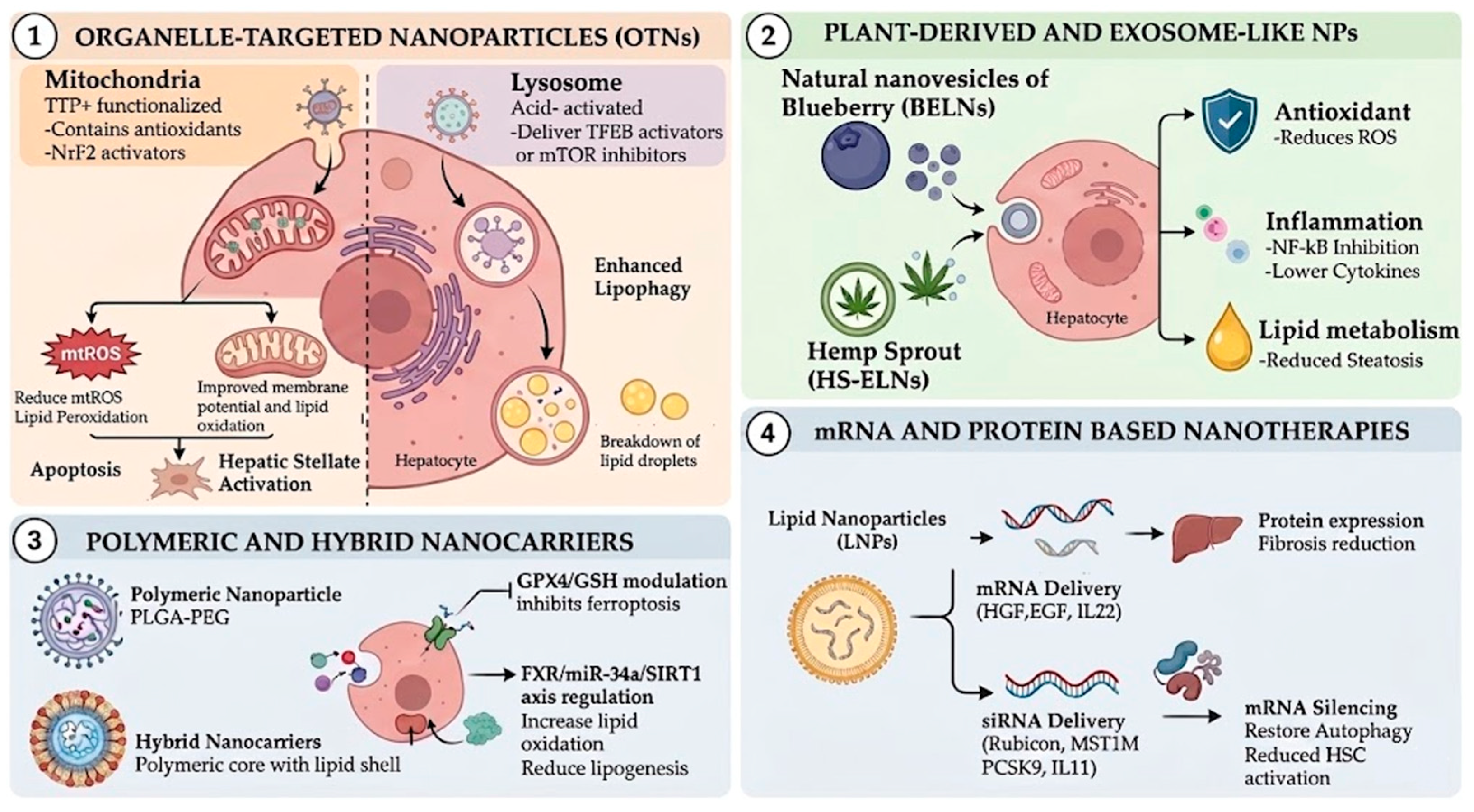 Pharmaceutics 18 00584 g003