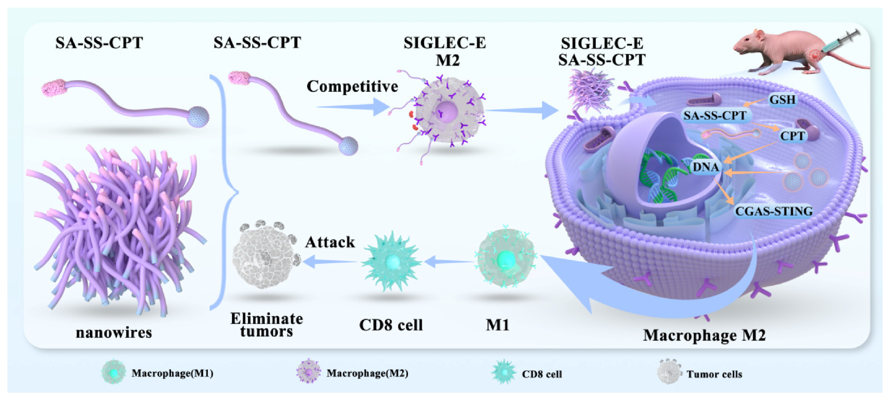 Pharmaceutics 18 00649 sch001