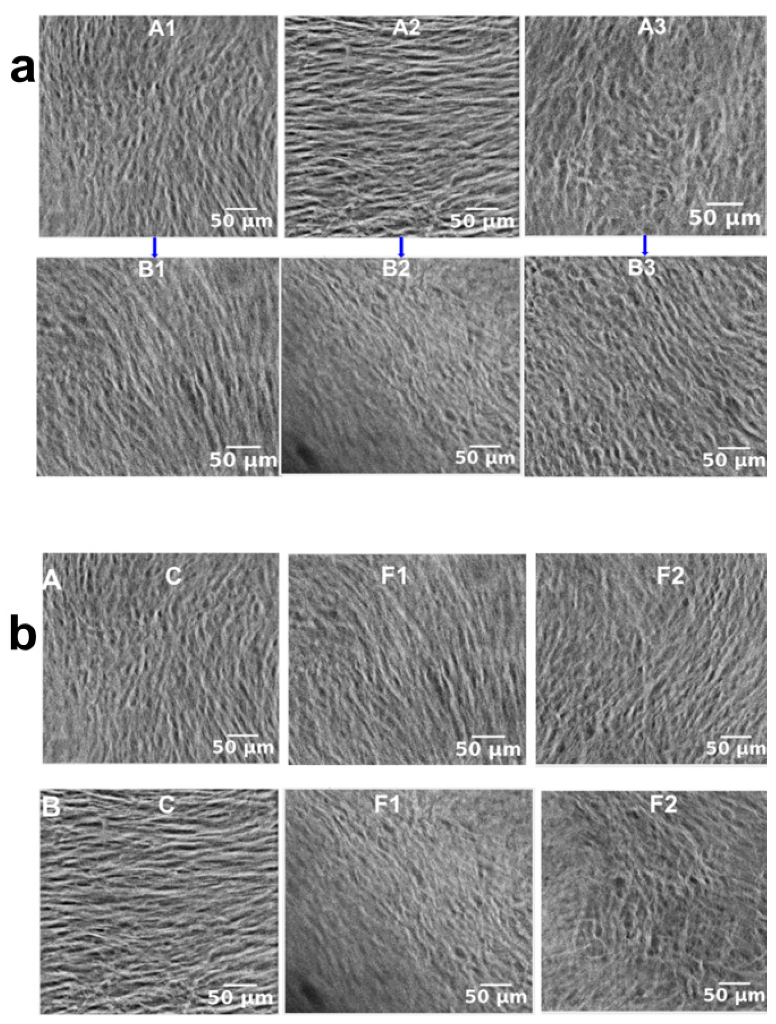 Pharmaceutics 18 00708 g005 Pharmaceutics 18 00708 g005
