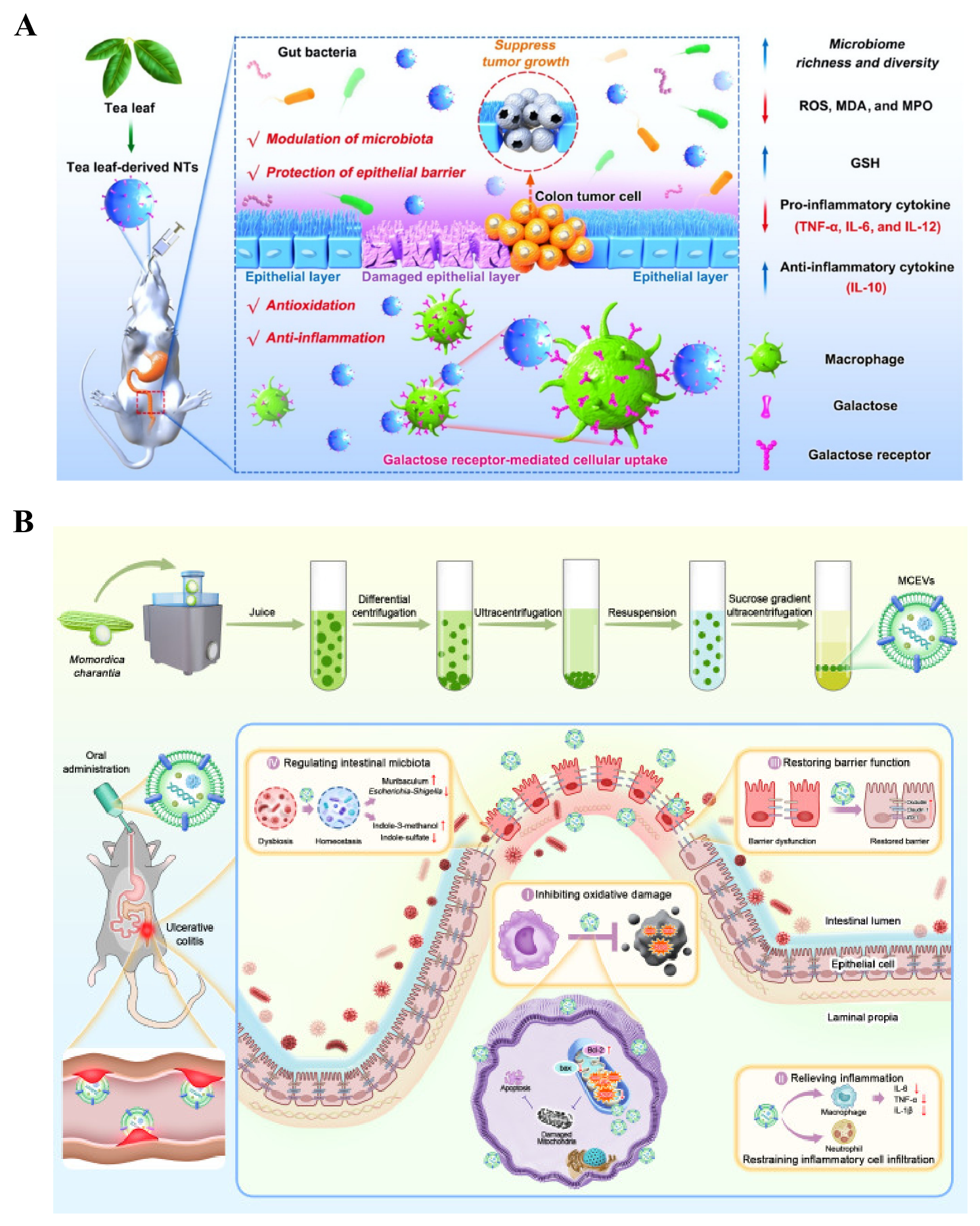 Pharmaceutics 18 00750 g003 Pharmaceutics 18 00750 g003