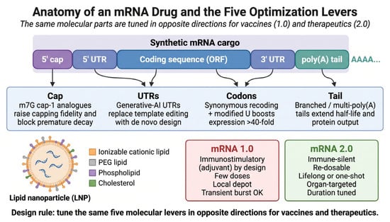 The molecular architecture of an mRNA therapeutic and the five optimization levers. A synthetic mRNA consists of a 5′ cap, a 5′ untranslated region (UTR), the coding sequence, a 3′ UTR, and a polyadenylated tail, each delivered within a lipid nanoparticle (LNP) composed of an ionizable cationic lipid, a PEG lipid, a phospholipid, and cholesterol. The five levers, namely capping, UTR design, codon optimization, nucleoside modification, and poly(A) engineering, are adjusted inversely for vaccines (mRNA 1.0) and therapeutics (mRNA 2.0). The contrasting panels illustrate this inversion: a vaccine is inherently immunostimulatory, administered in a few localized doses with transient expression that the adaptive immune response amplifies, whereas a therapeutic must be immune-silent, re-dosable or single-shot, organ-targeted, and calibrated for the desired duration. Created in BioRender. Niazi, S. (2026) https://BioRender.com/5ooptz1 (Accessed on 10 July 2026).