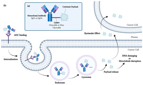 Structure and Mechanism of Action of ADCs. (a) ADC combines three key components: a monoclonal antibody that binds the antigen, a cytotoxic payload that targets specific components and a covalent linker that connects the antibody and the payload. (b) ADC mechanism of action, including the key sequential steps.