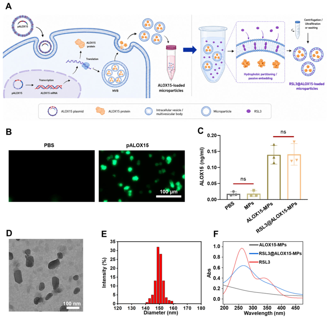 Pharmaceutics 18 01357 g001 Pharmaceutics 18 01357 g001