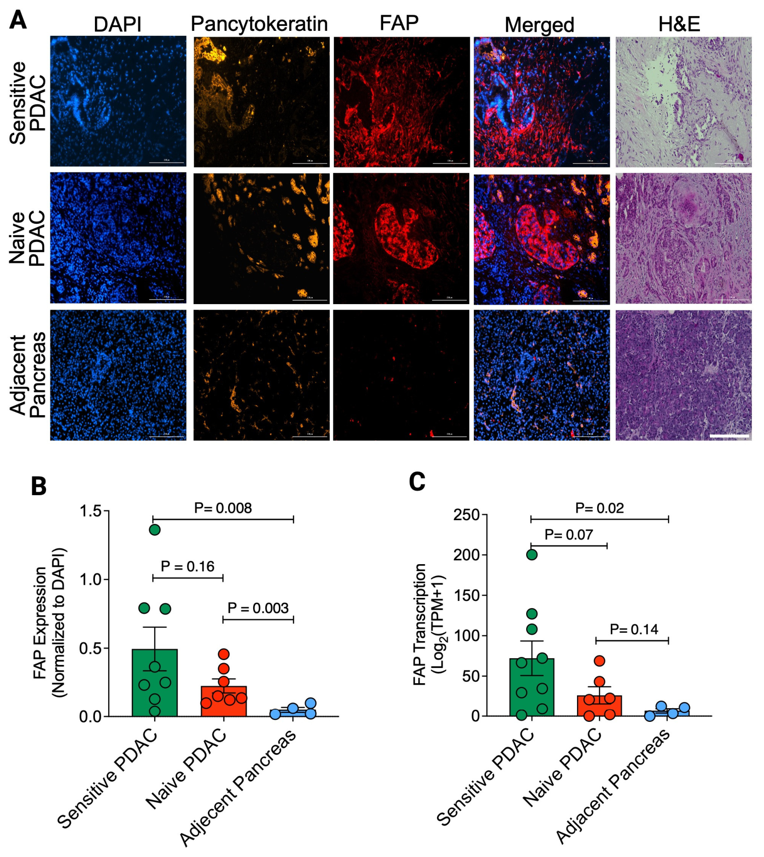 Therapy-Dependent Modulation of Fibroblast Activation Protein ...