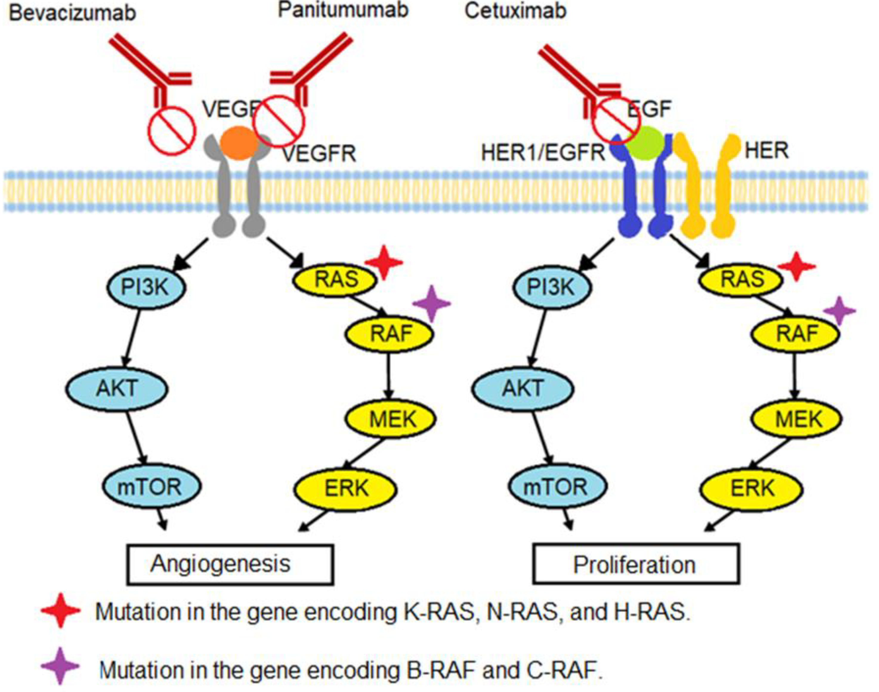 Pharmacy 10 00095 g001