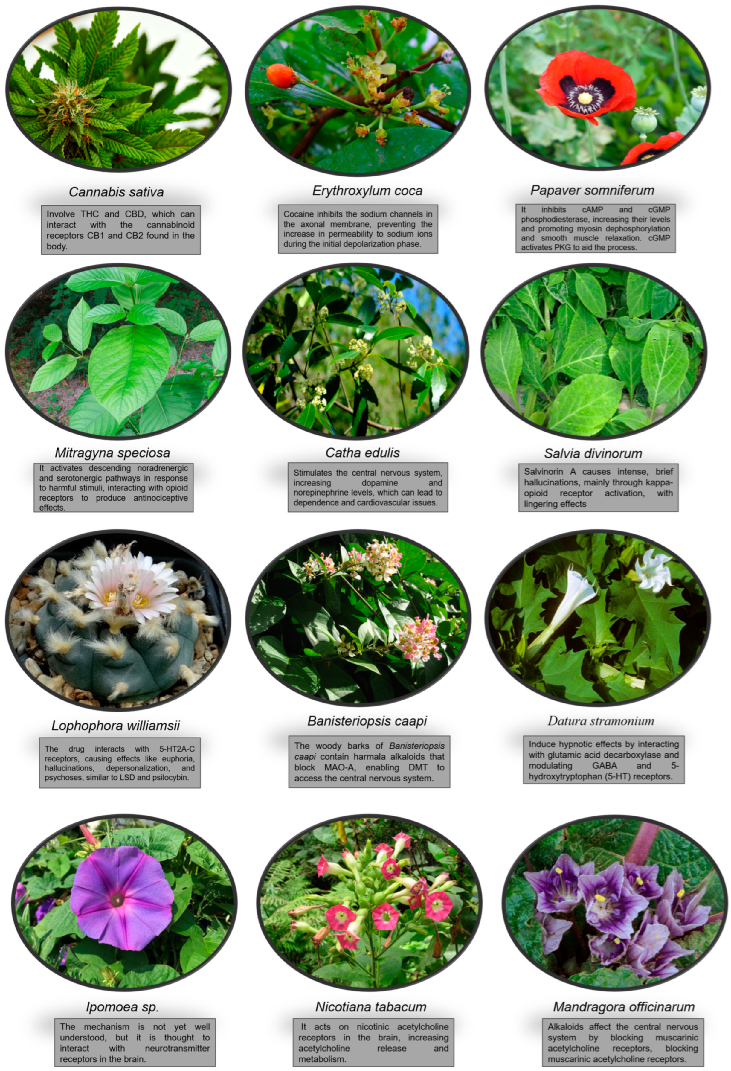 Pharmacy 13 00007 g001 Pharmacy 13 00007 g001