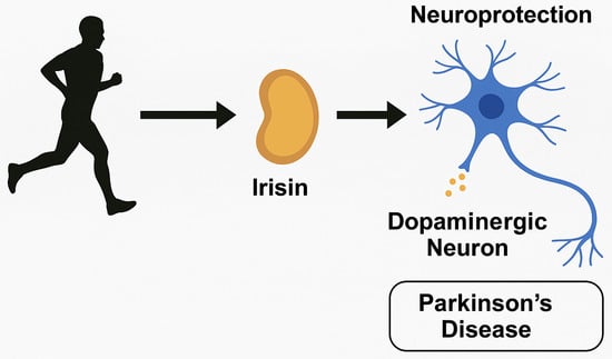 A—Physical exercise releases irisin. Its levels rise at the start of activity and stay high for 48 h. B—Irisin helps reduce the buildup of α-synuclein in the brain. C—Irisin increases dopamine uptake in the striatum. D—Irisin protects dopaminergic neurons. It lowers apoptosis, oxidative stress, and mitochondrial fragmentation while boosting mitochondrial respiration. E—Irisin promotes biogenesis. This leads to more dopaminergic neurons in the substantia nigra and striatum. F—Irisin helps stem cells move from the bone marrow to damaged brain areas. G—Irisin effects in the brain can ease Parkinson’s disease symptoms. This includes improving motor function, balance, and cognitive ability.
