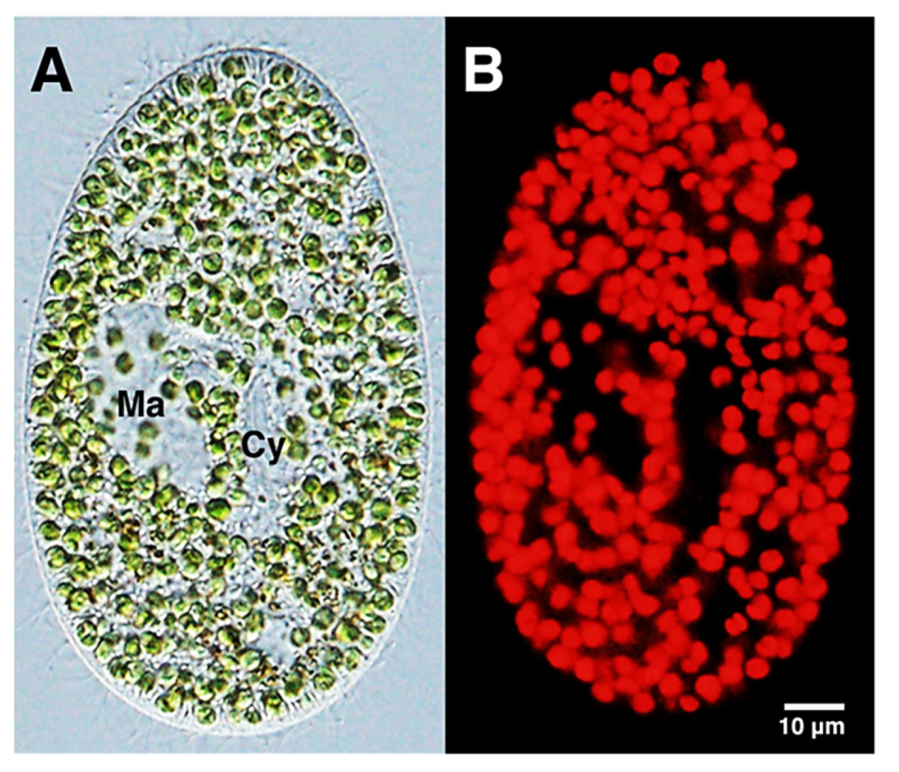 Photochem 01 00007 g004
