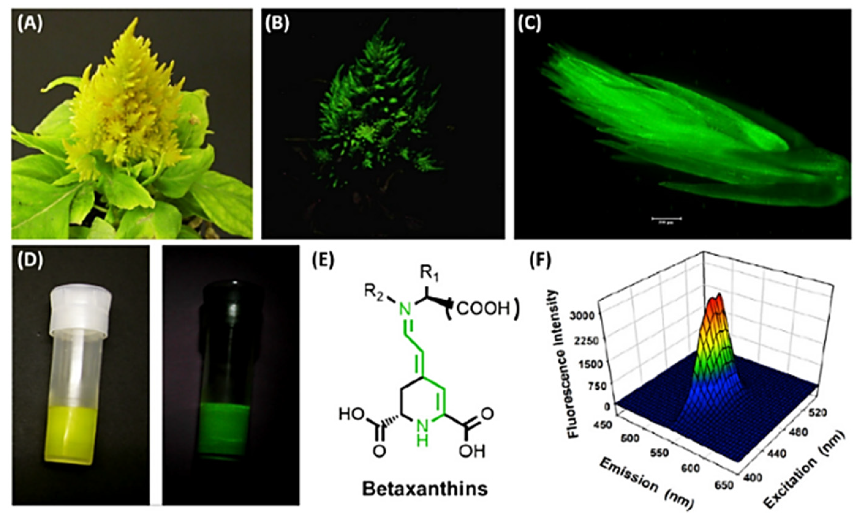 Photochem 01 00007 g010