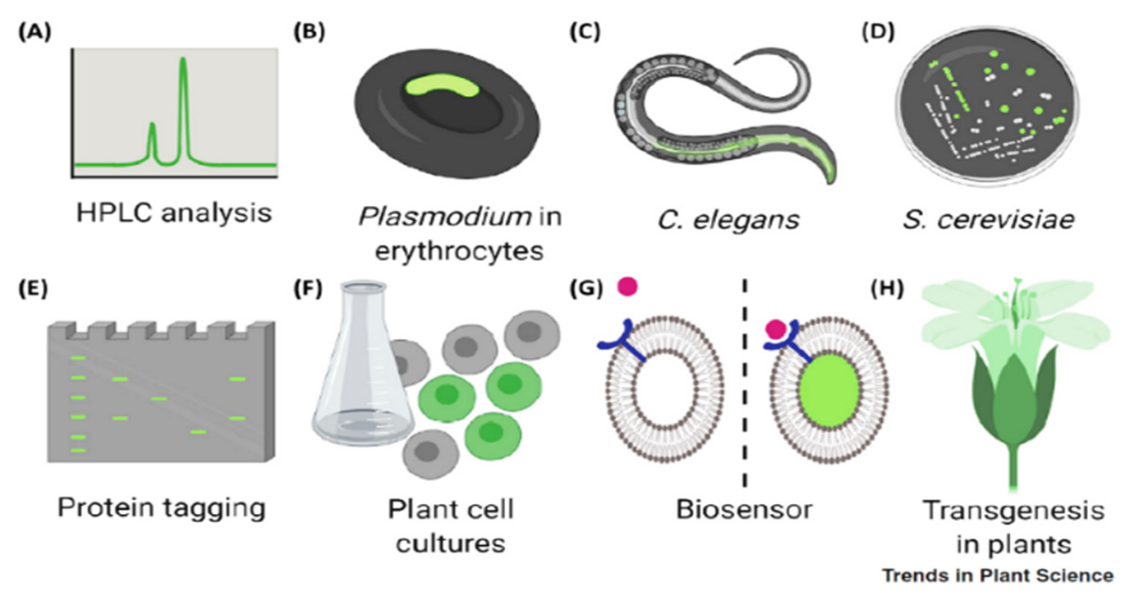 Photochem 01 00007 g012
