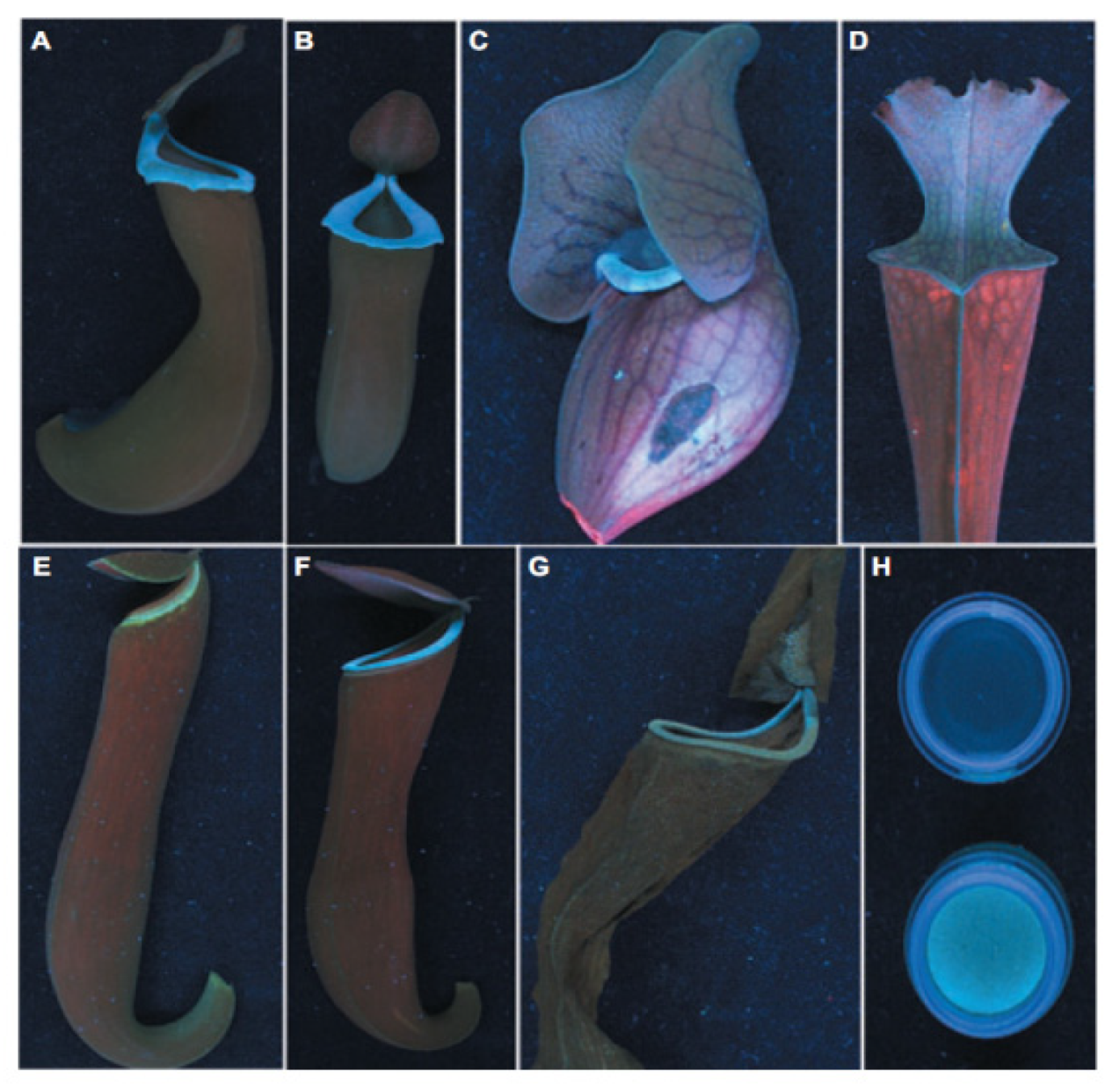 Photochem 01 00007 g013