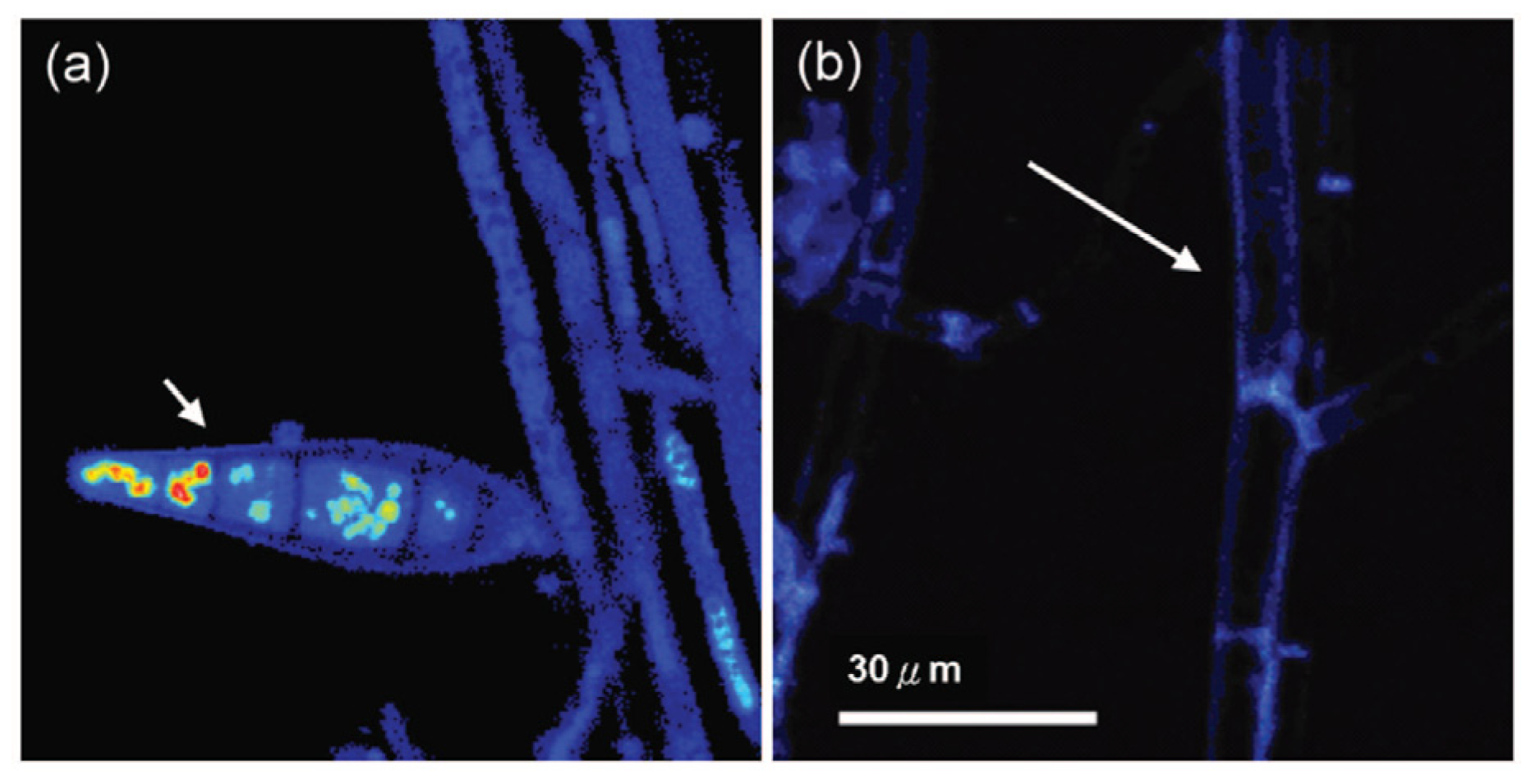 Photochem 01 00007 g017