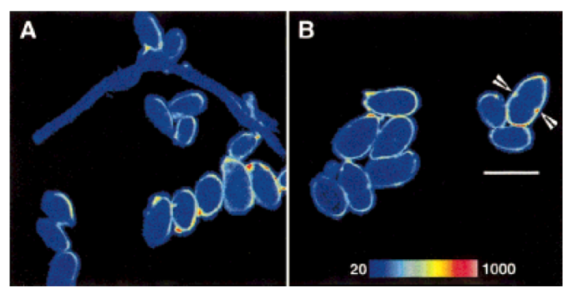 Photochem 01 00007 g018