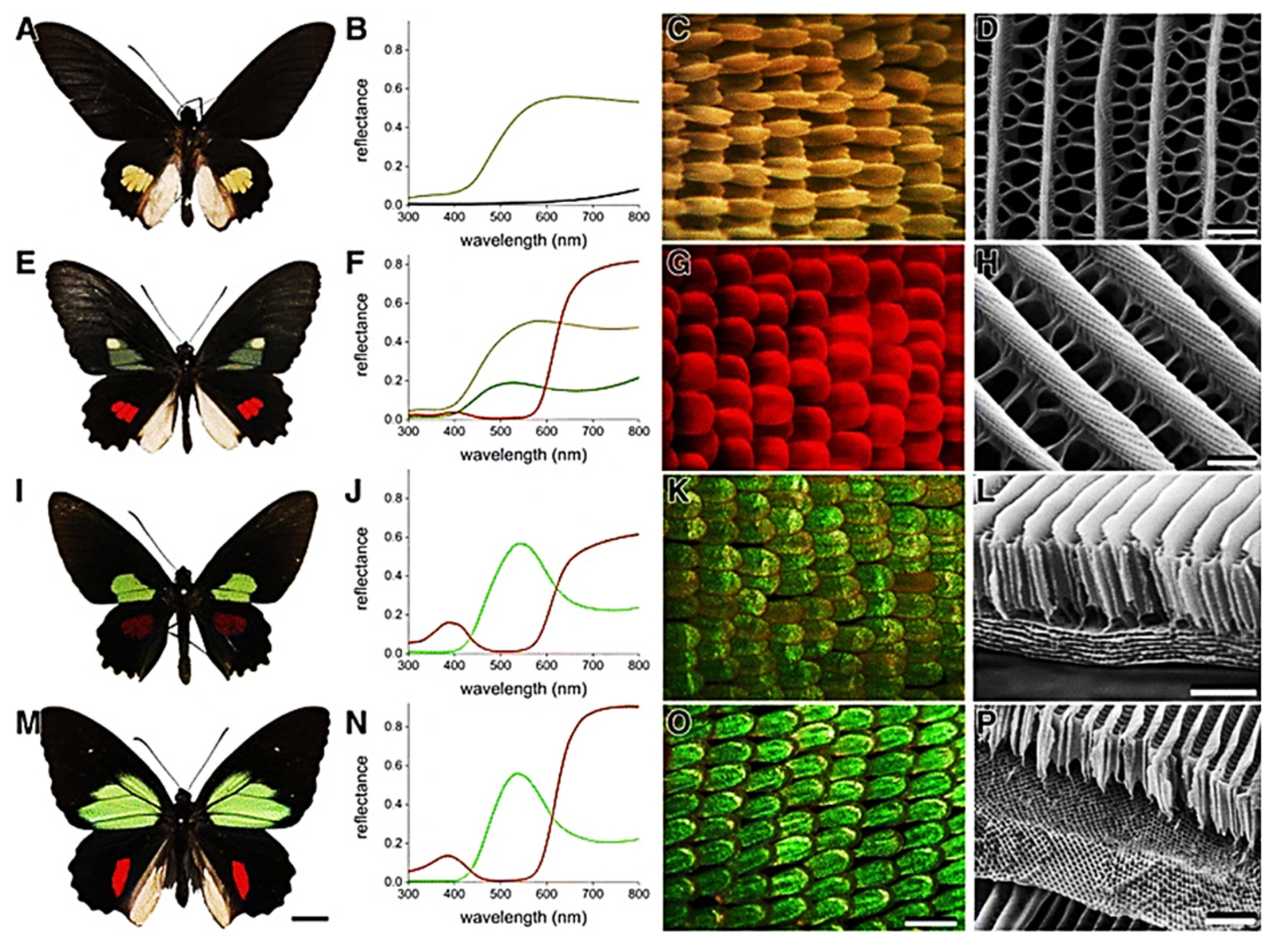 Photochem 01 00007 g020