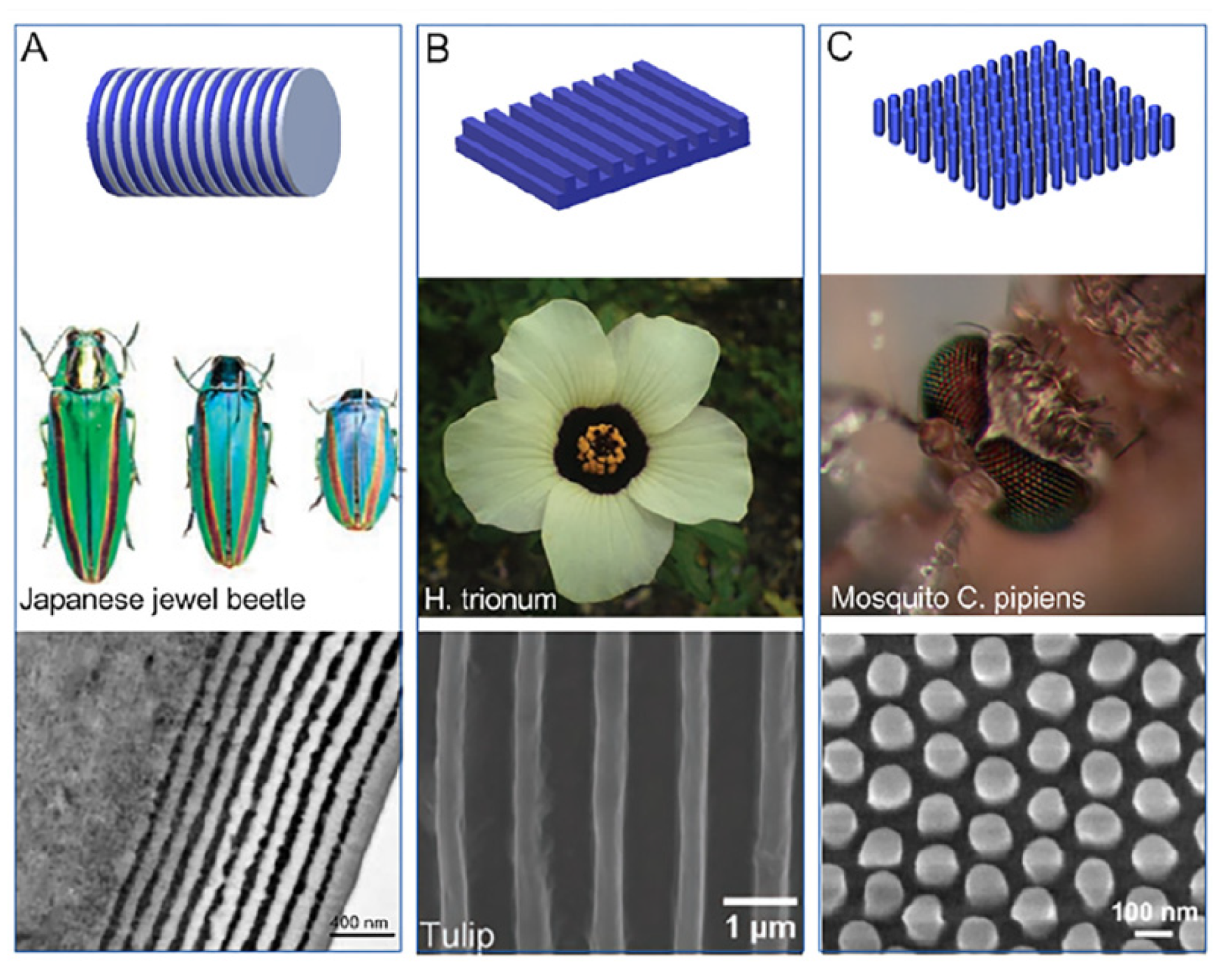Photochem 01 00007 g021