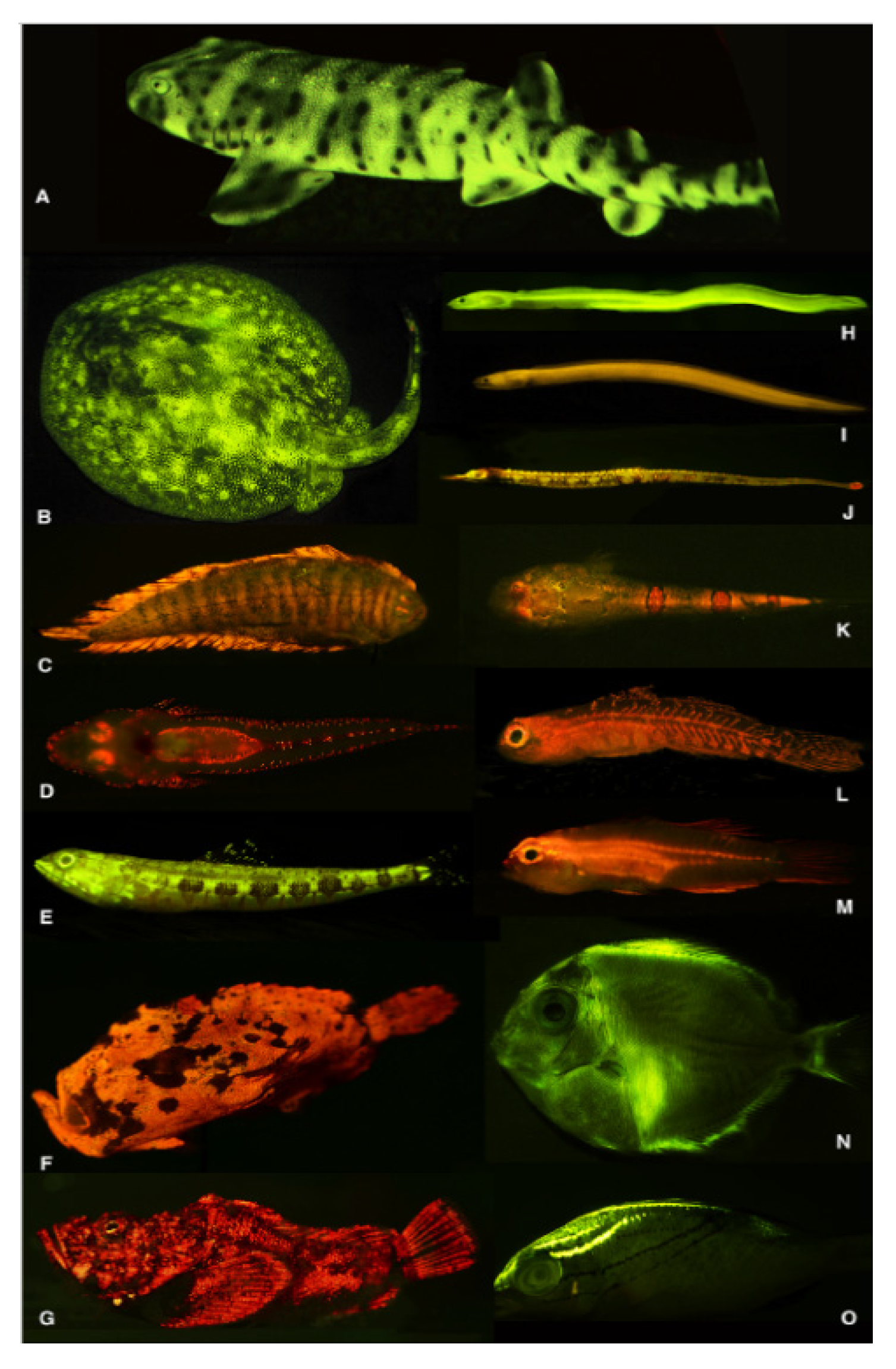 Photochem 01 00007 g023