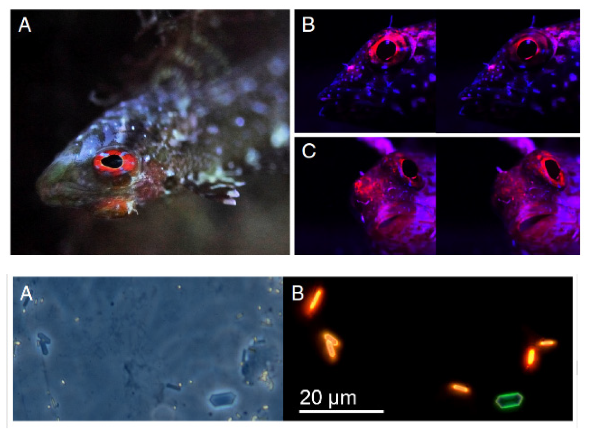 Photochem 01 00007 g024