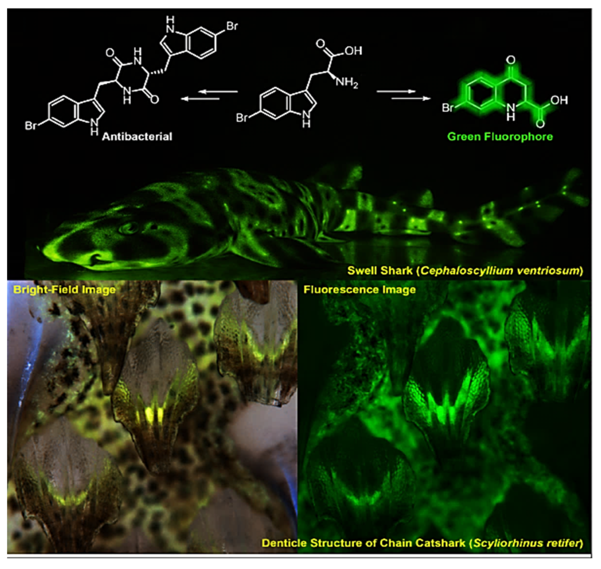 Photochem 01 00007 g025