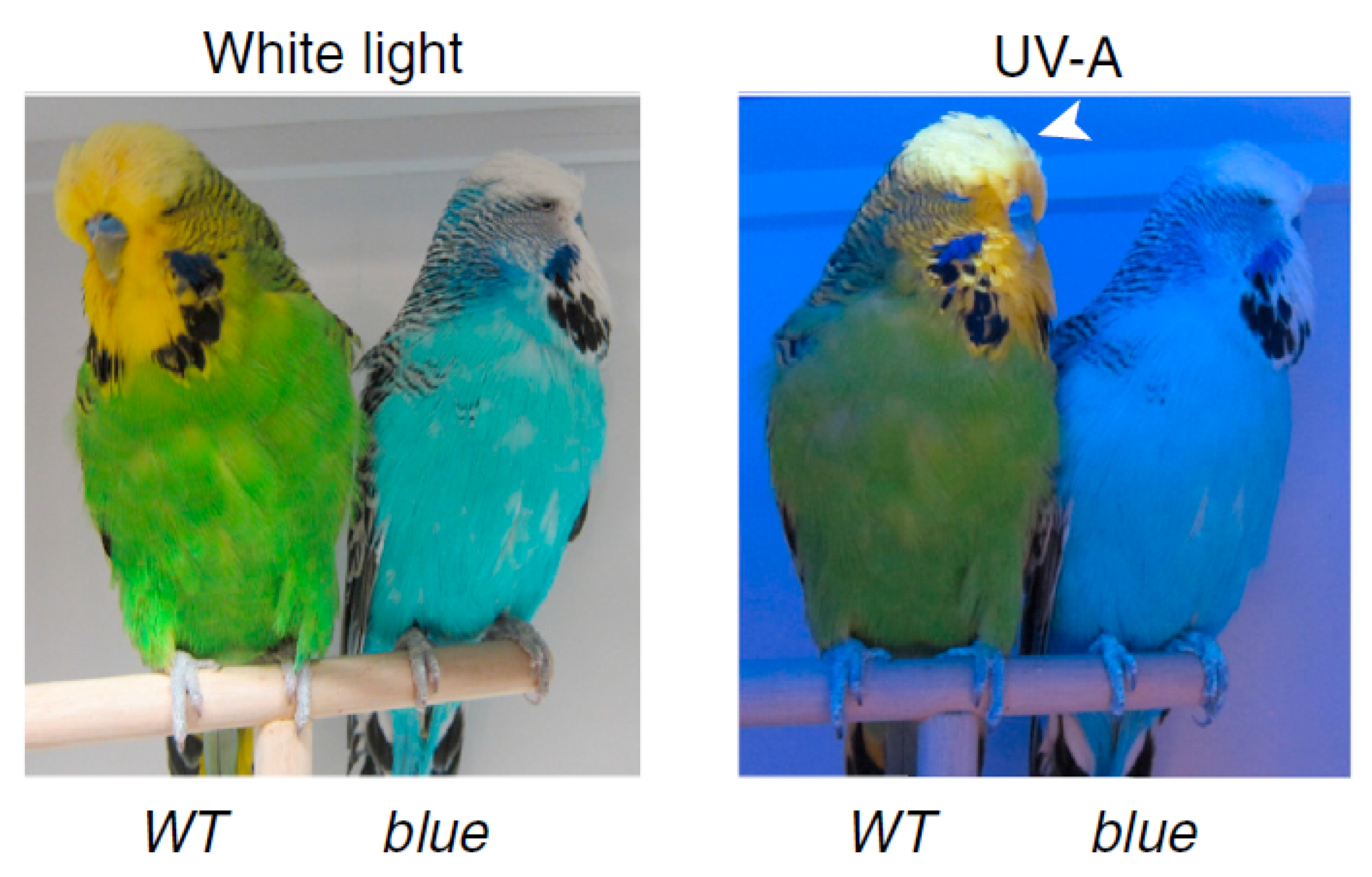 Photochem 01 00007 g029