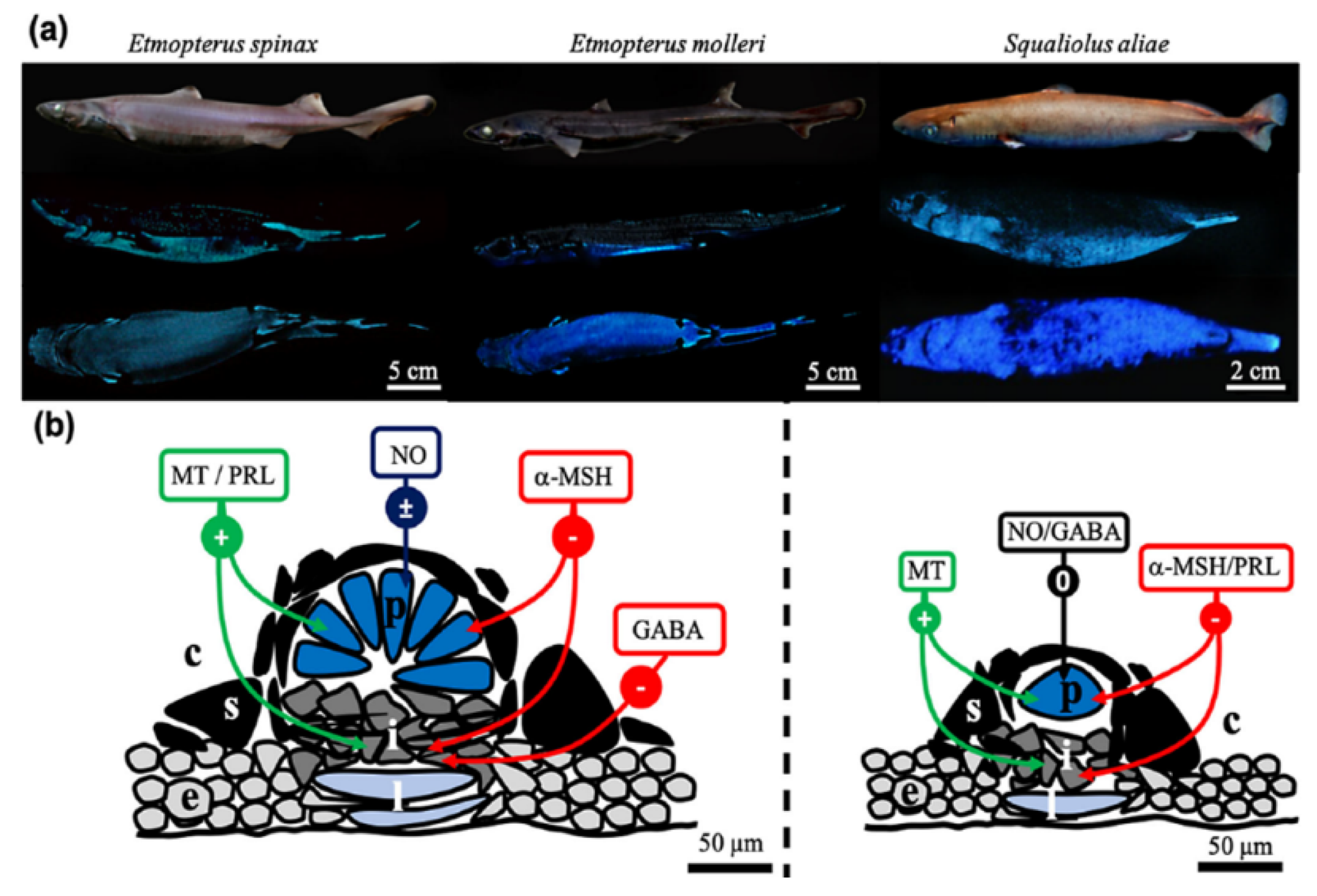 Photochem 01 00007 g032