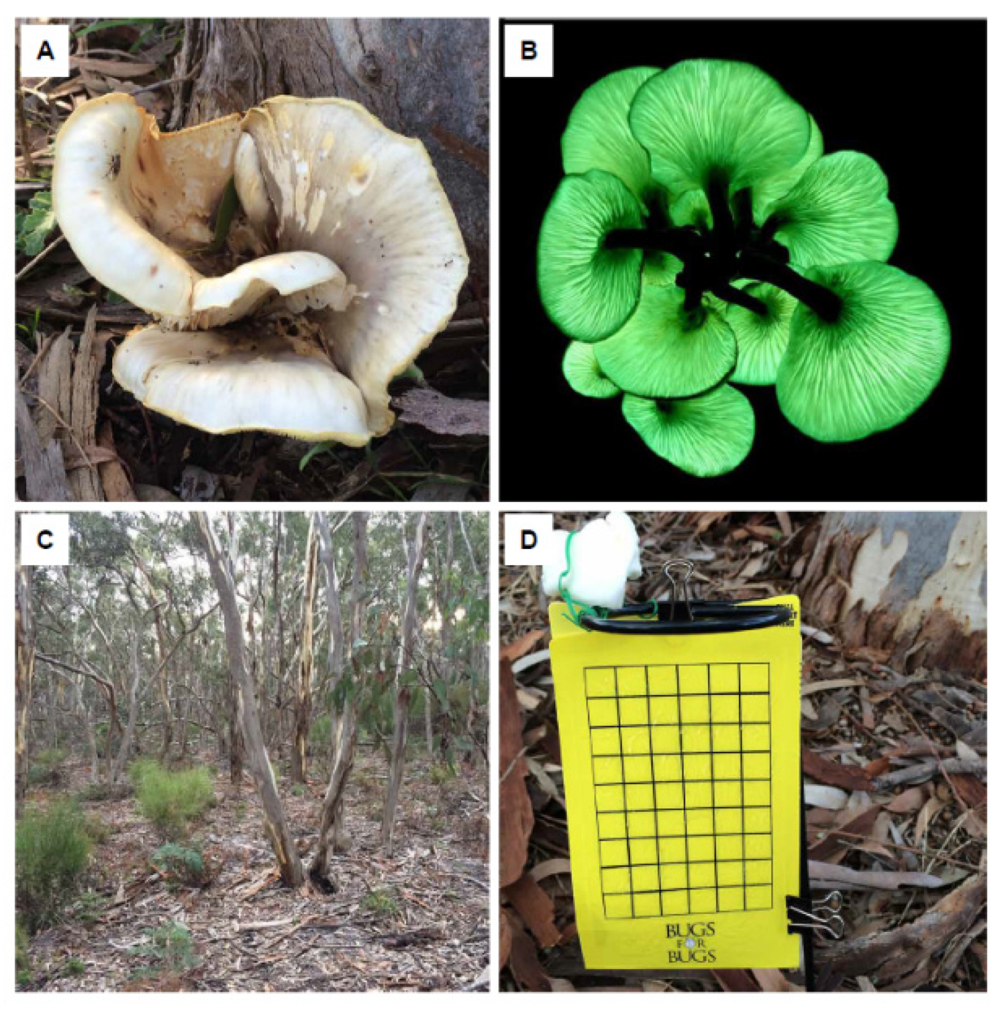 Photochem 01 00007 g033