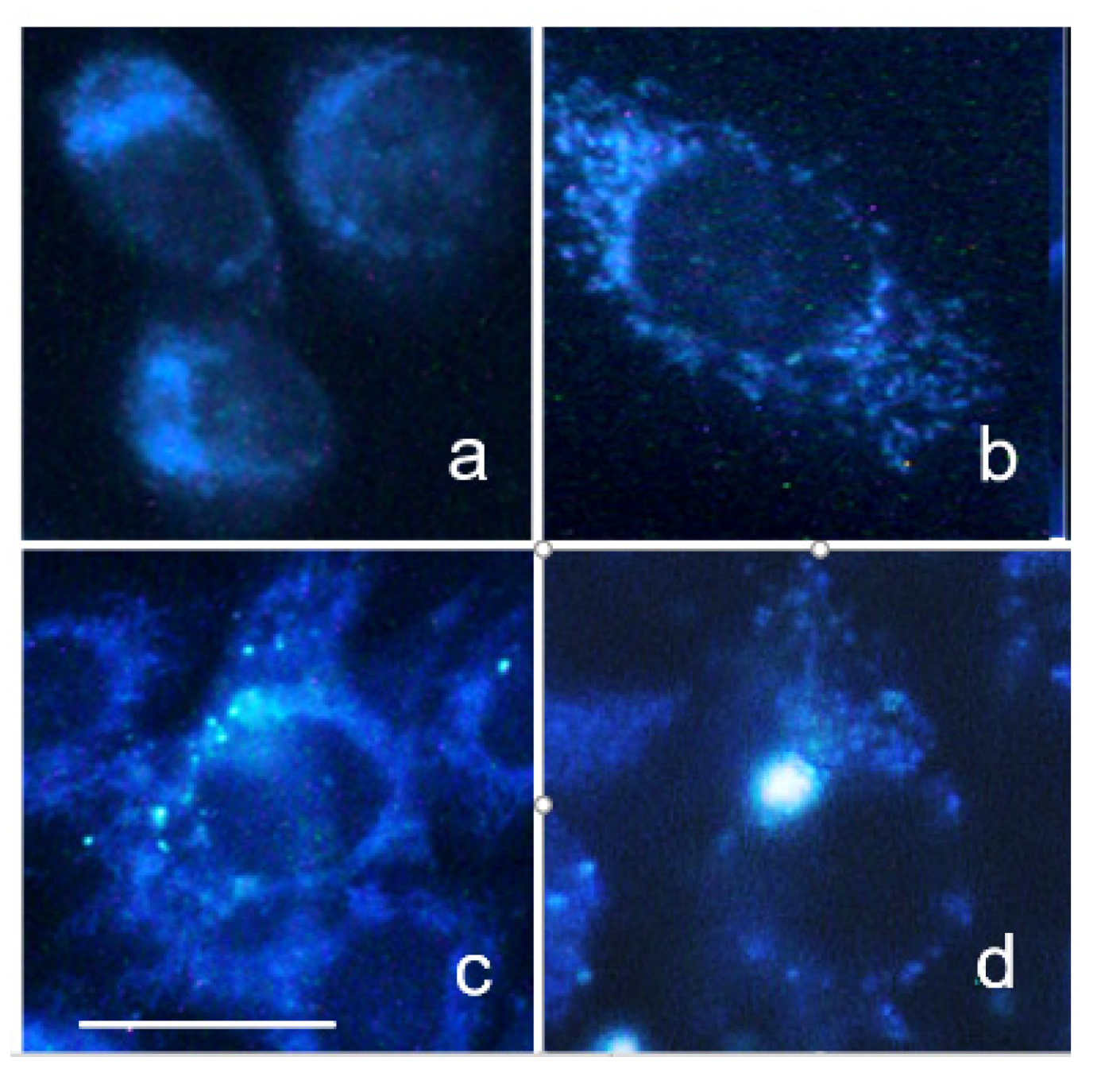 Photochem 01 00007 g035