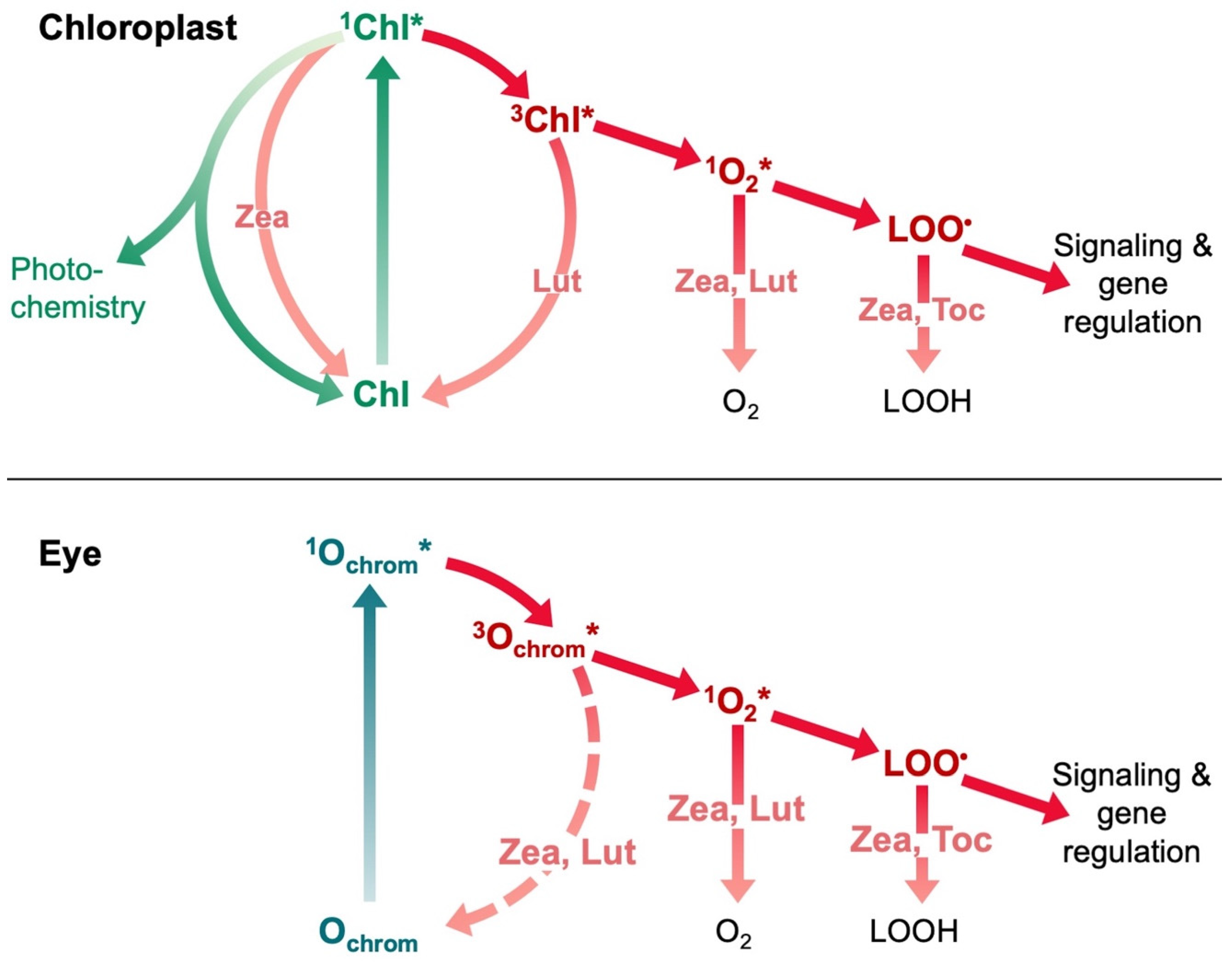 Photochem 02 00022 g006