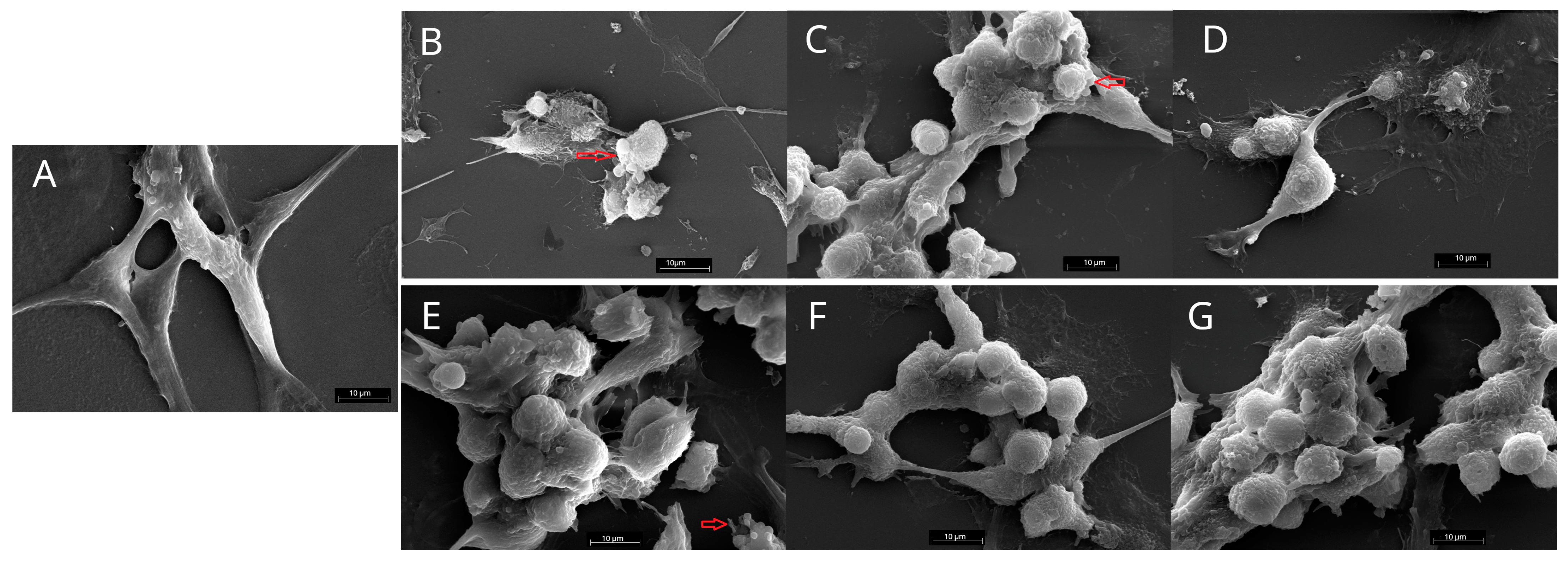 Photochem 03 00006 g005