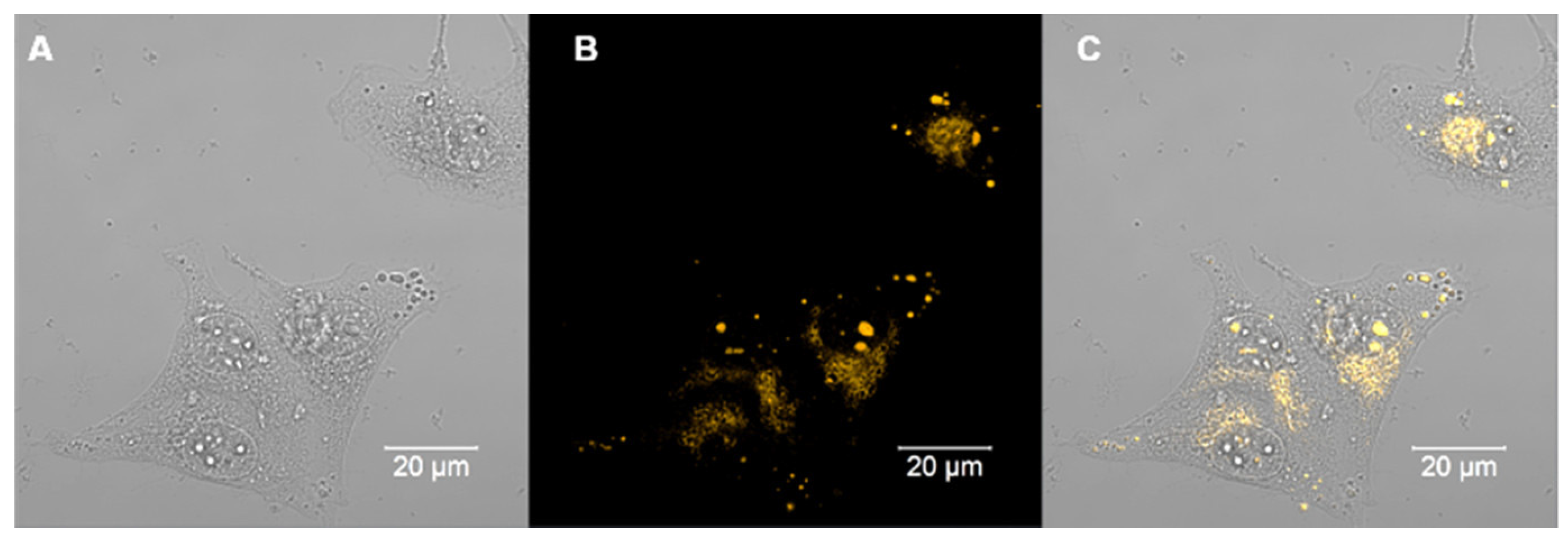 Photochem 05 00003 g009 Photochem 05 00003 g009