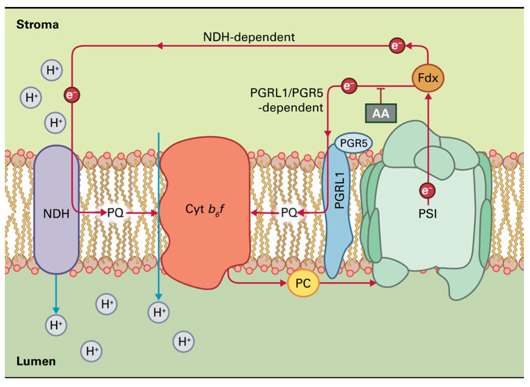 Photochem 05 00028 g004