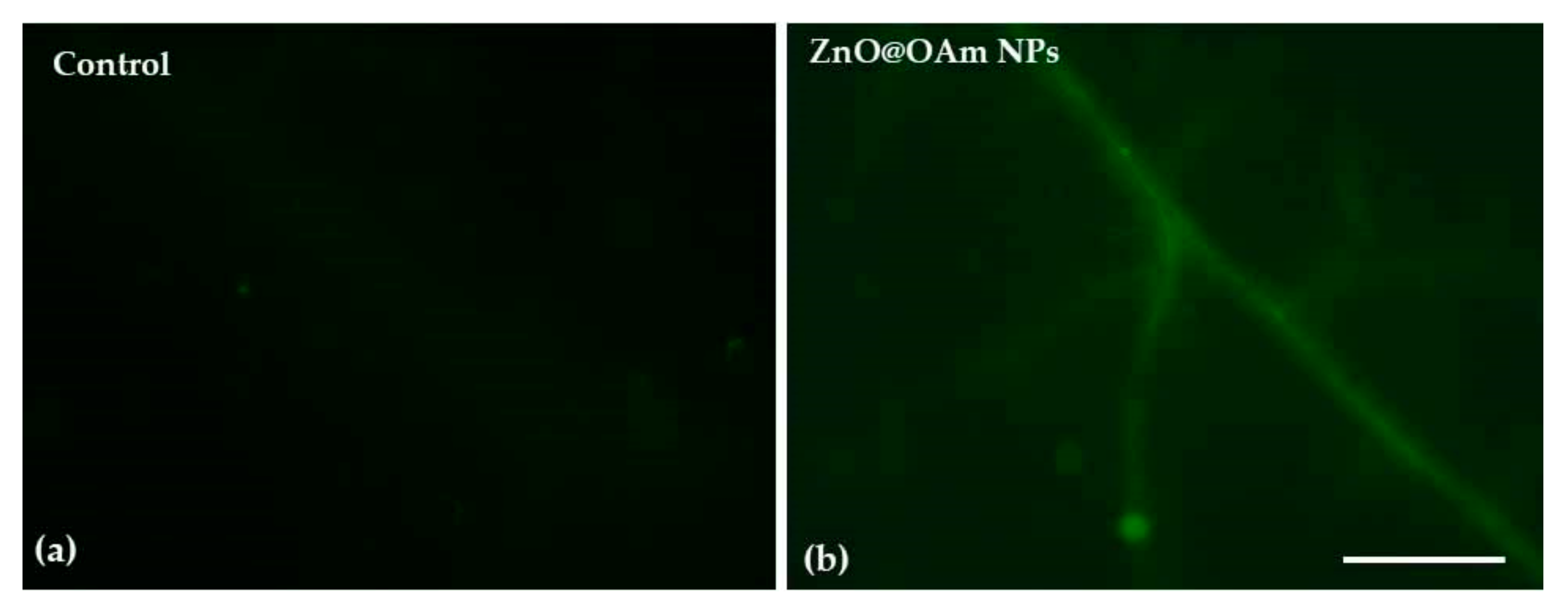 Photochem 05 00028 g005