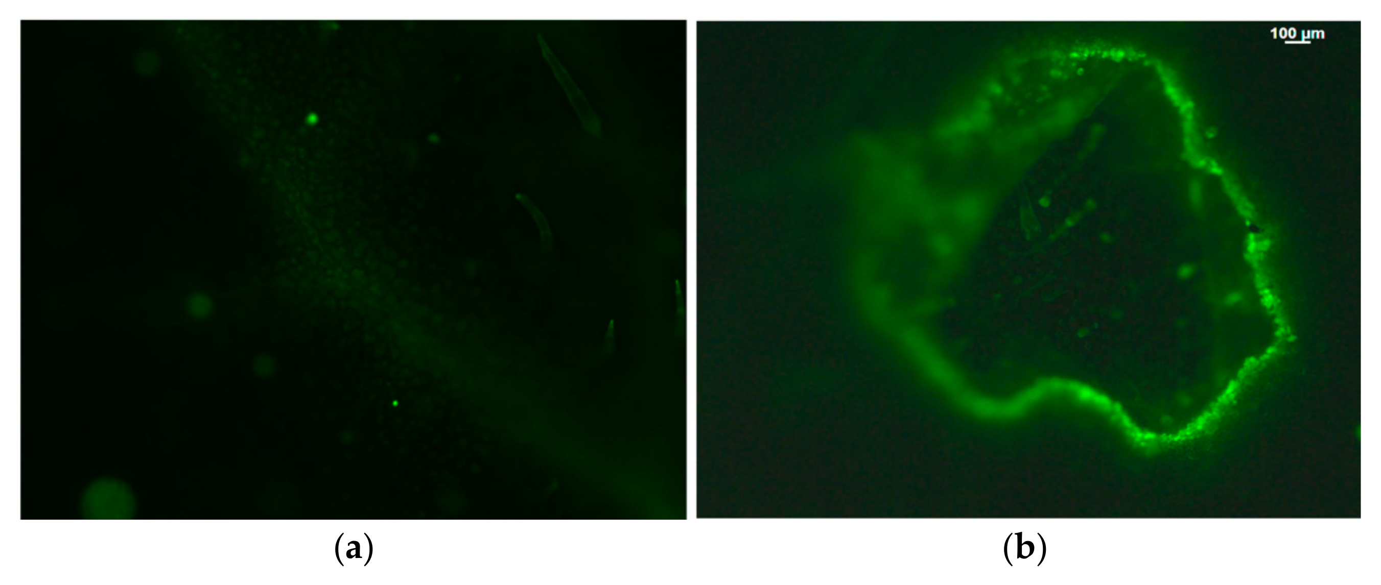 Photochem 05 00028 g006
