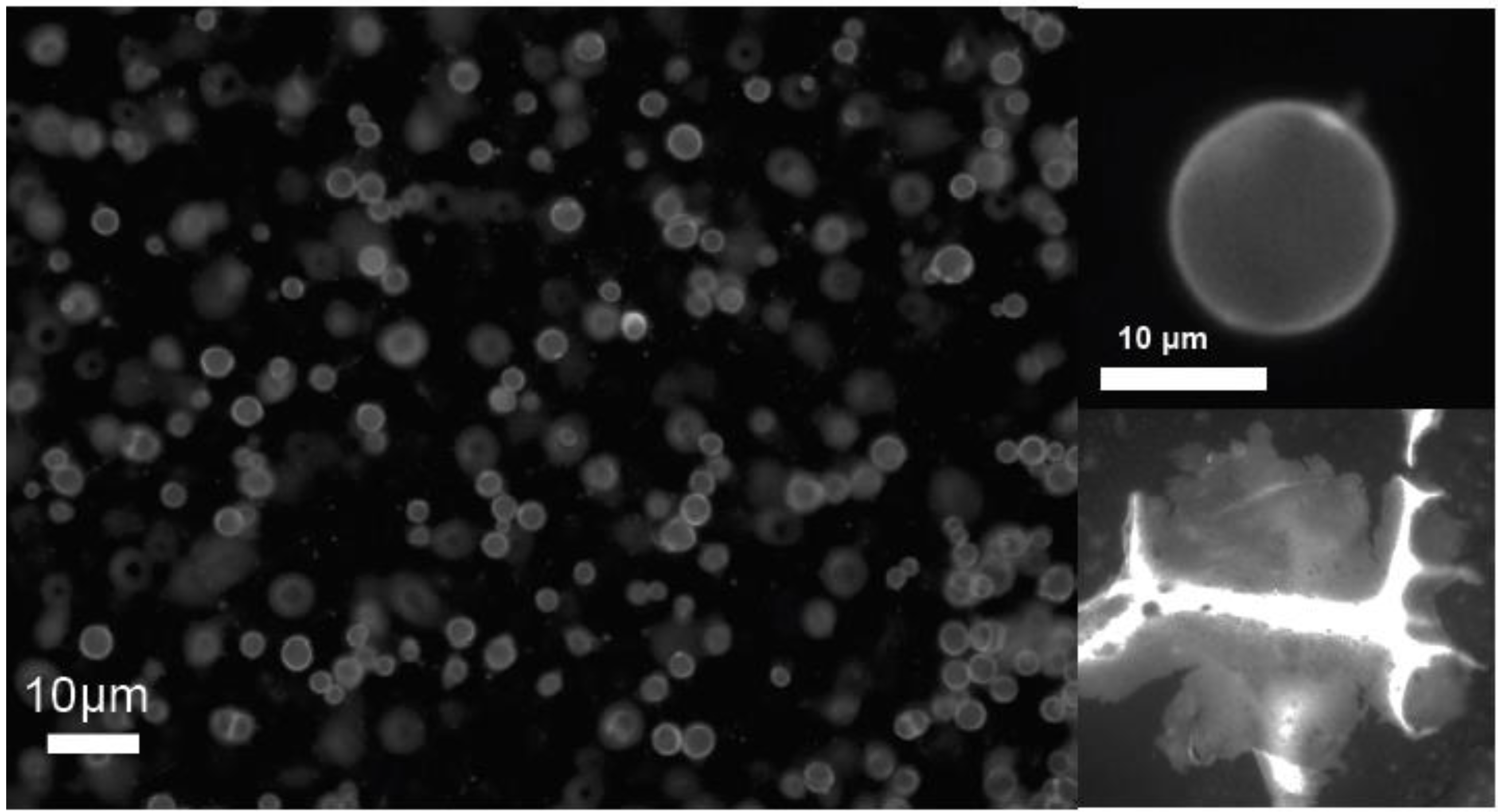 Photonics 02 00855 g004
