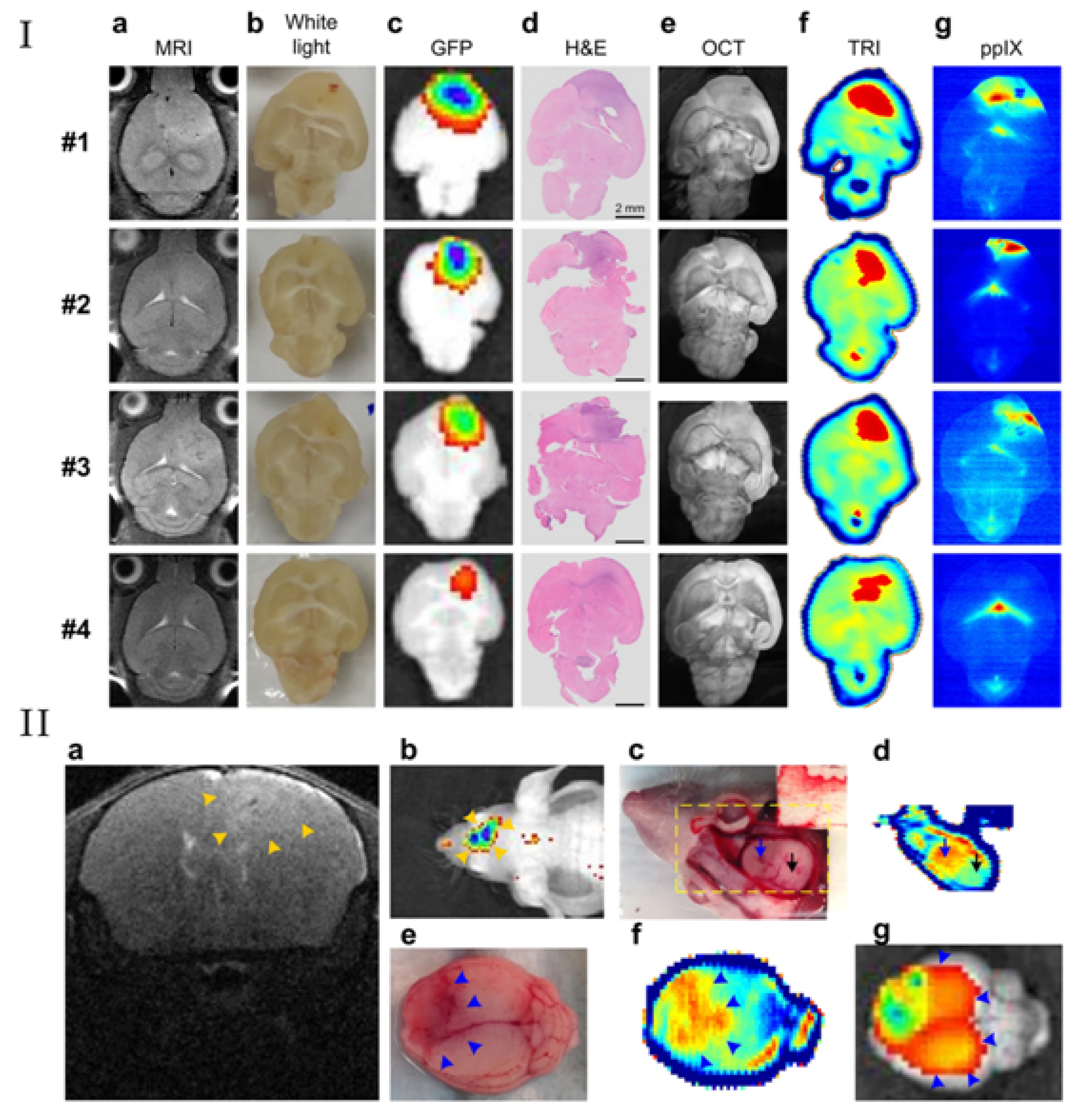 Photonics 08 00022 g010
