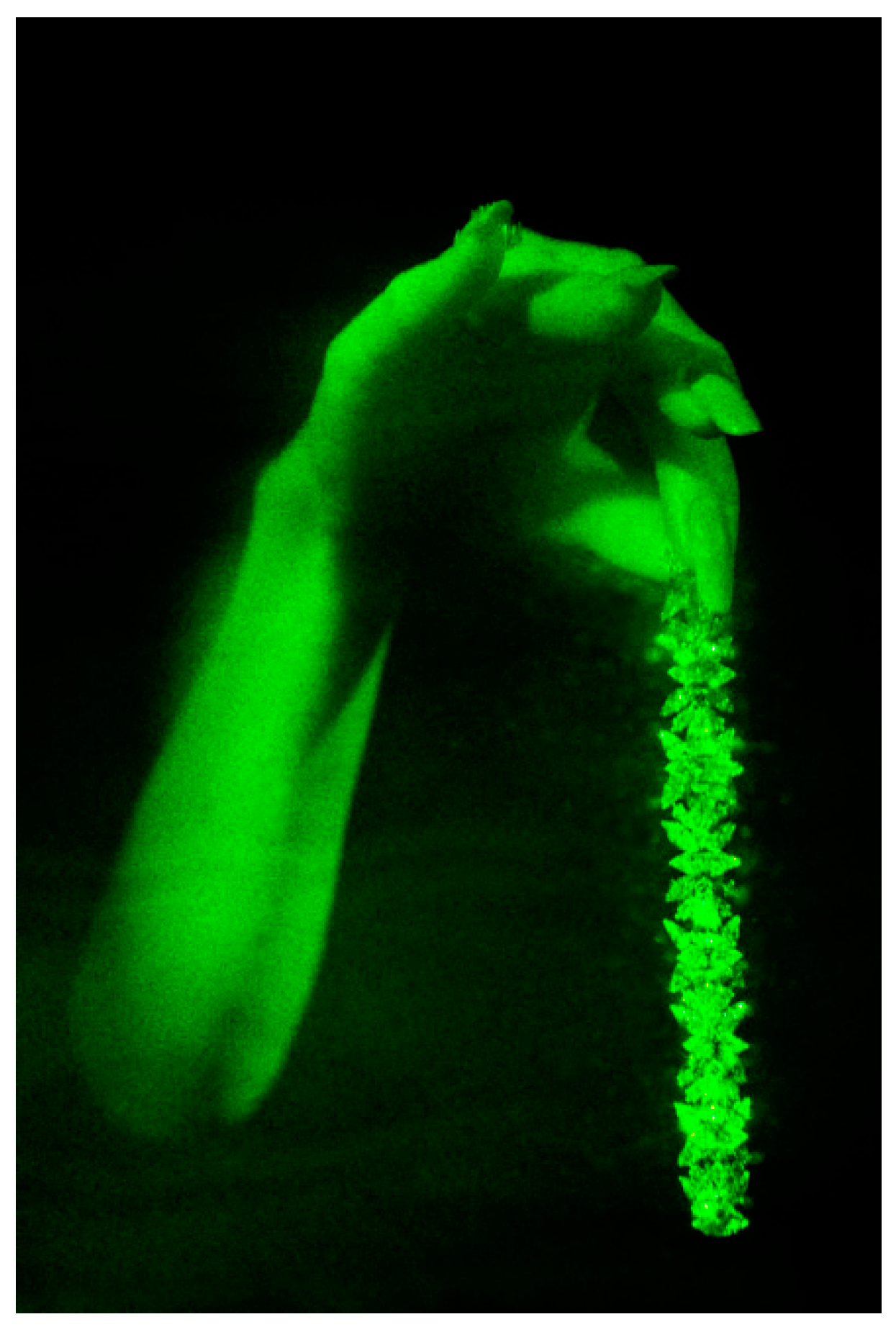 Photonics 08 00219 g005