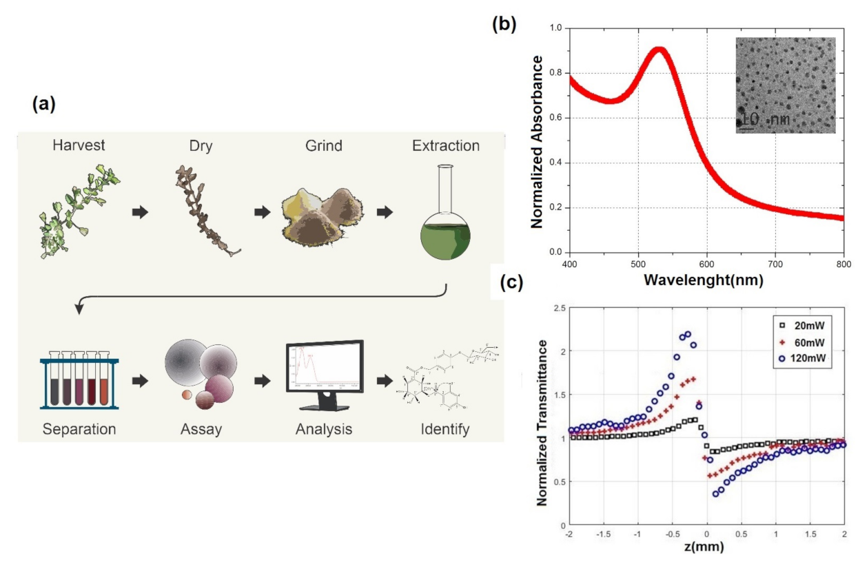 Photonics 08 00221 g001