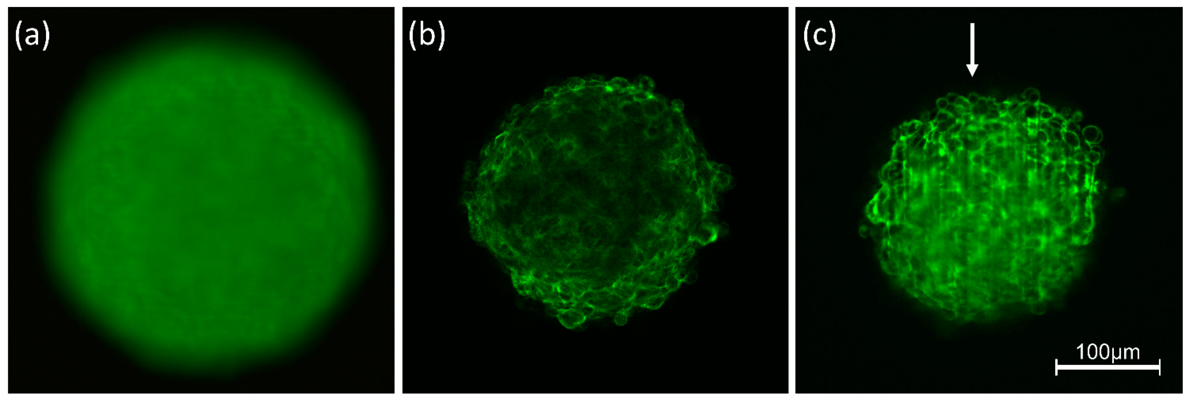 Photonics 08 00275 g001 Photonics 08 00275 g001