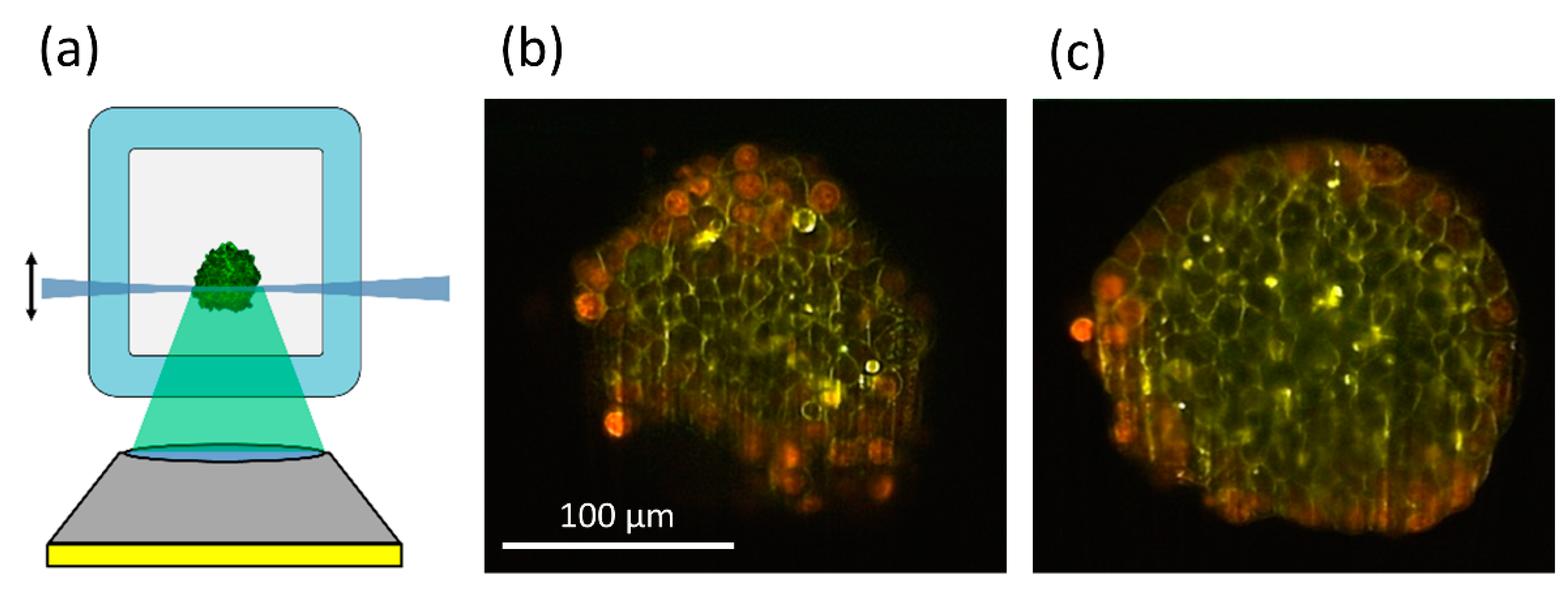 Photonics 08 00275 g006 Photonics 08 00275 g006