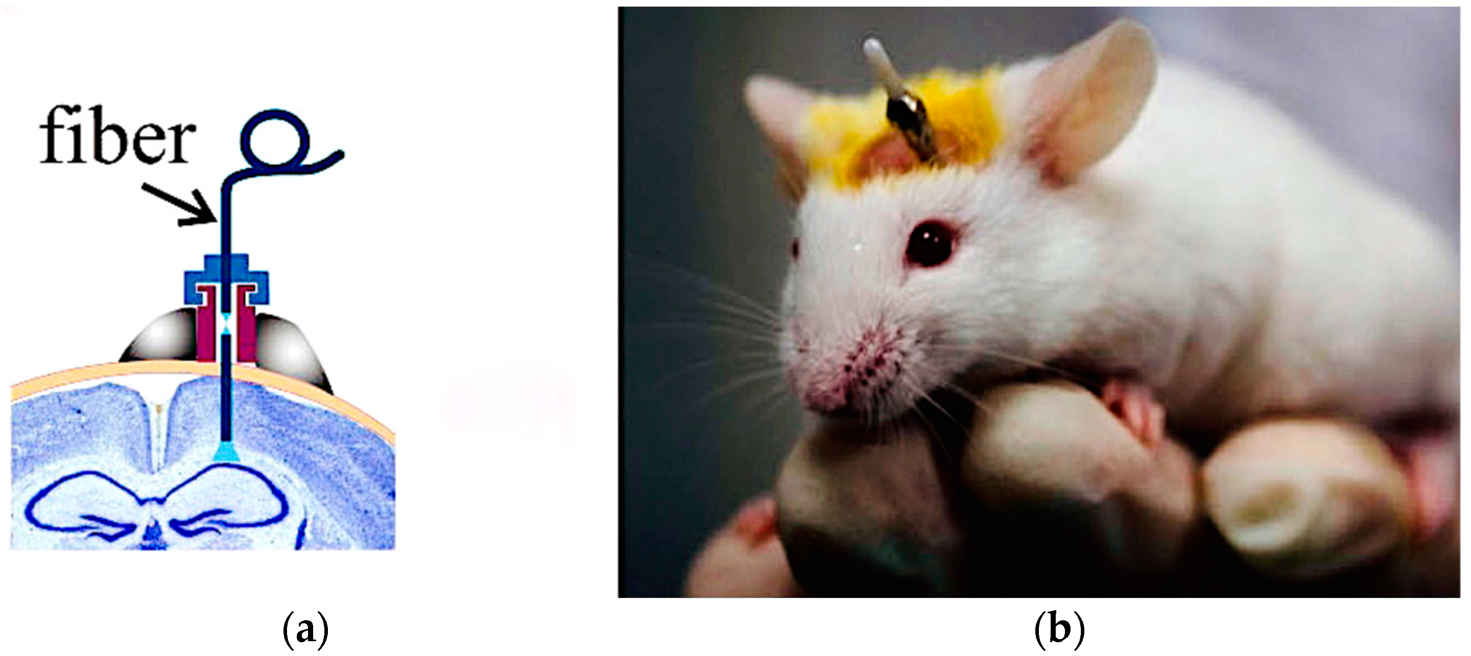 Photonics 08 00462 g001