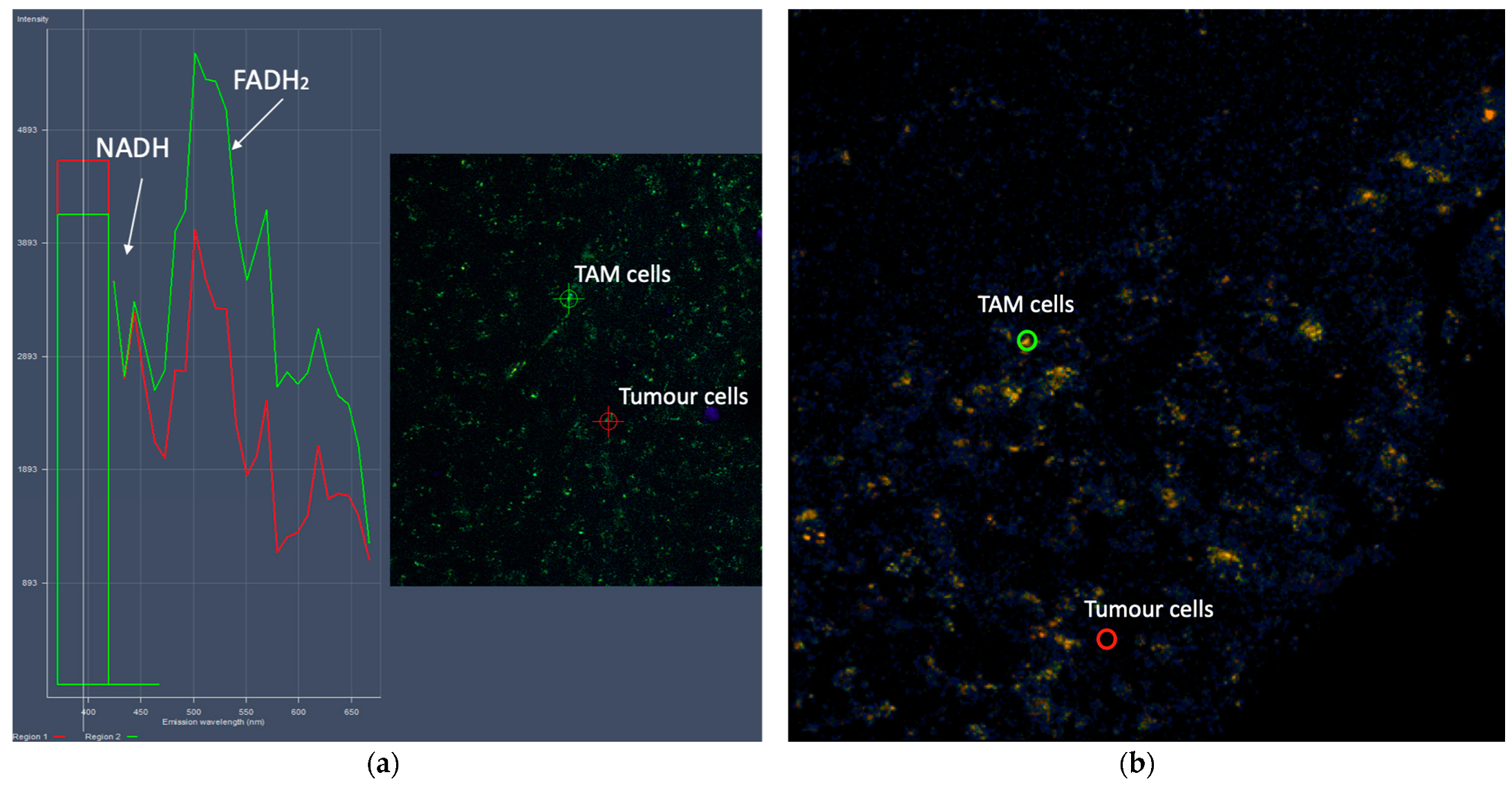 Photonics 08 00462 g005
