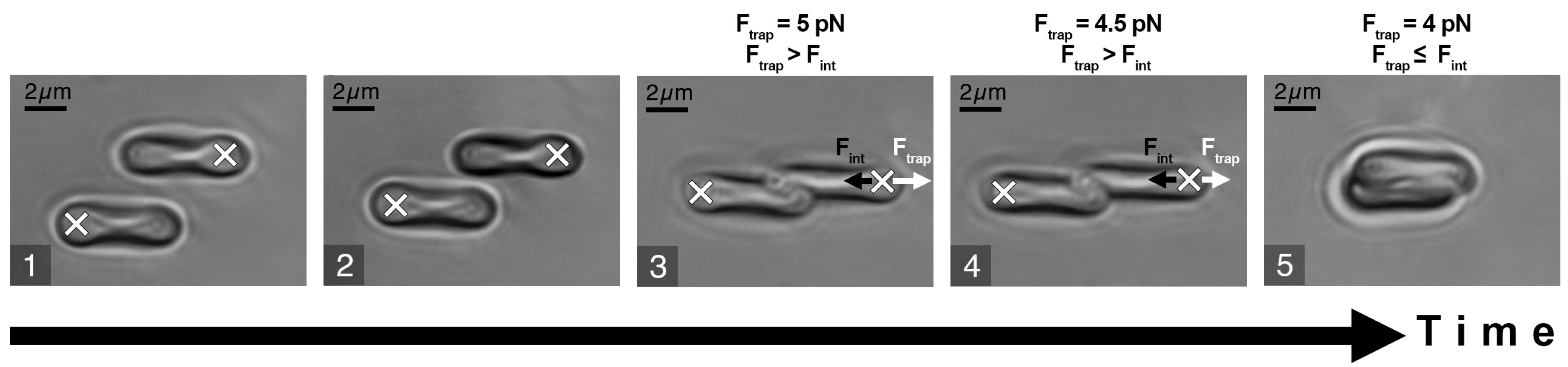 Photonics 09 00238 g002