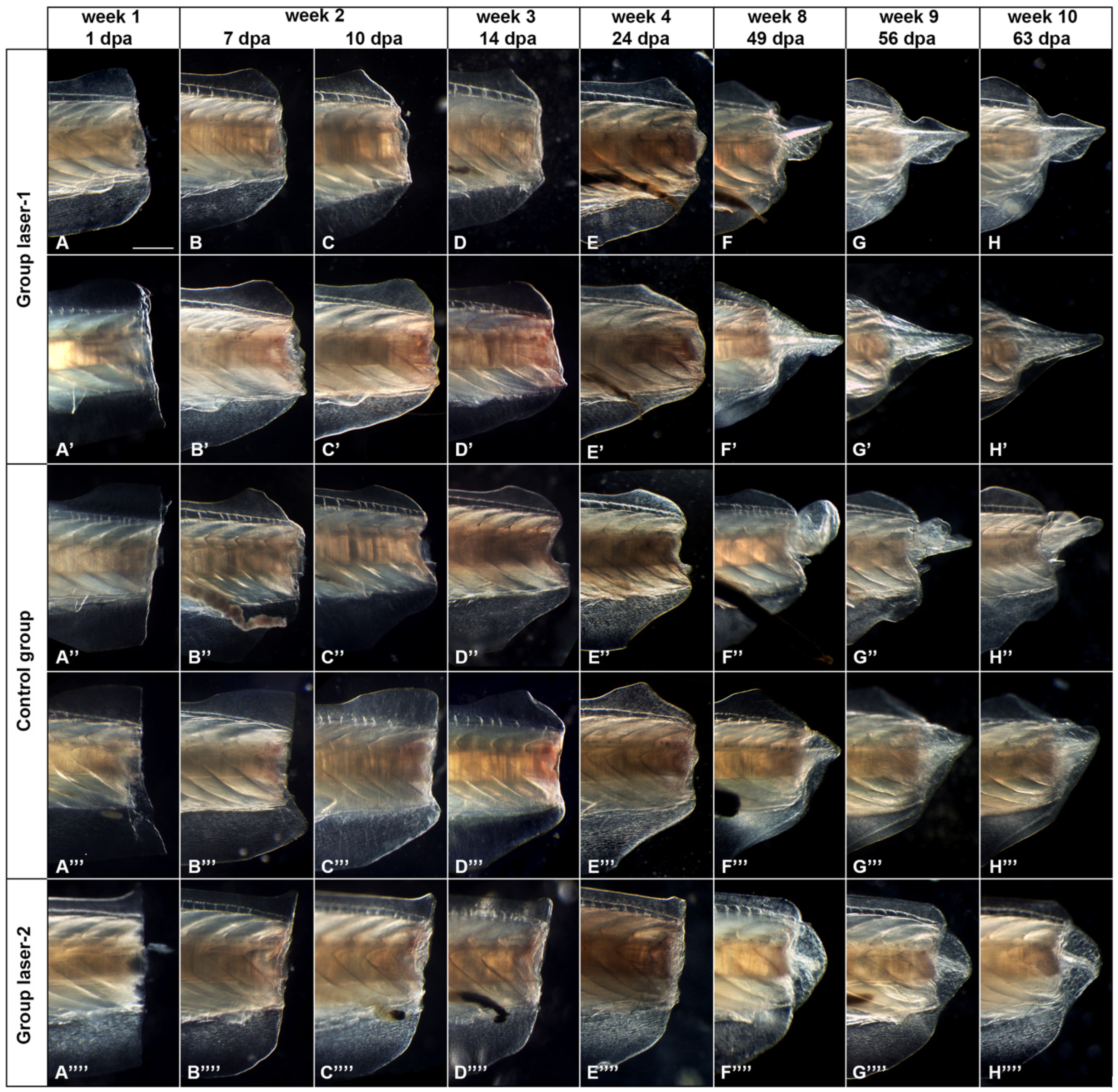 Photonics 09 00503 g003