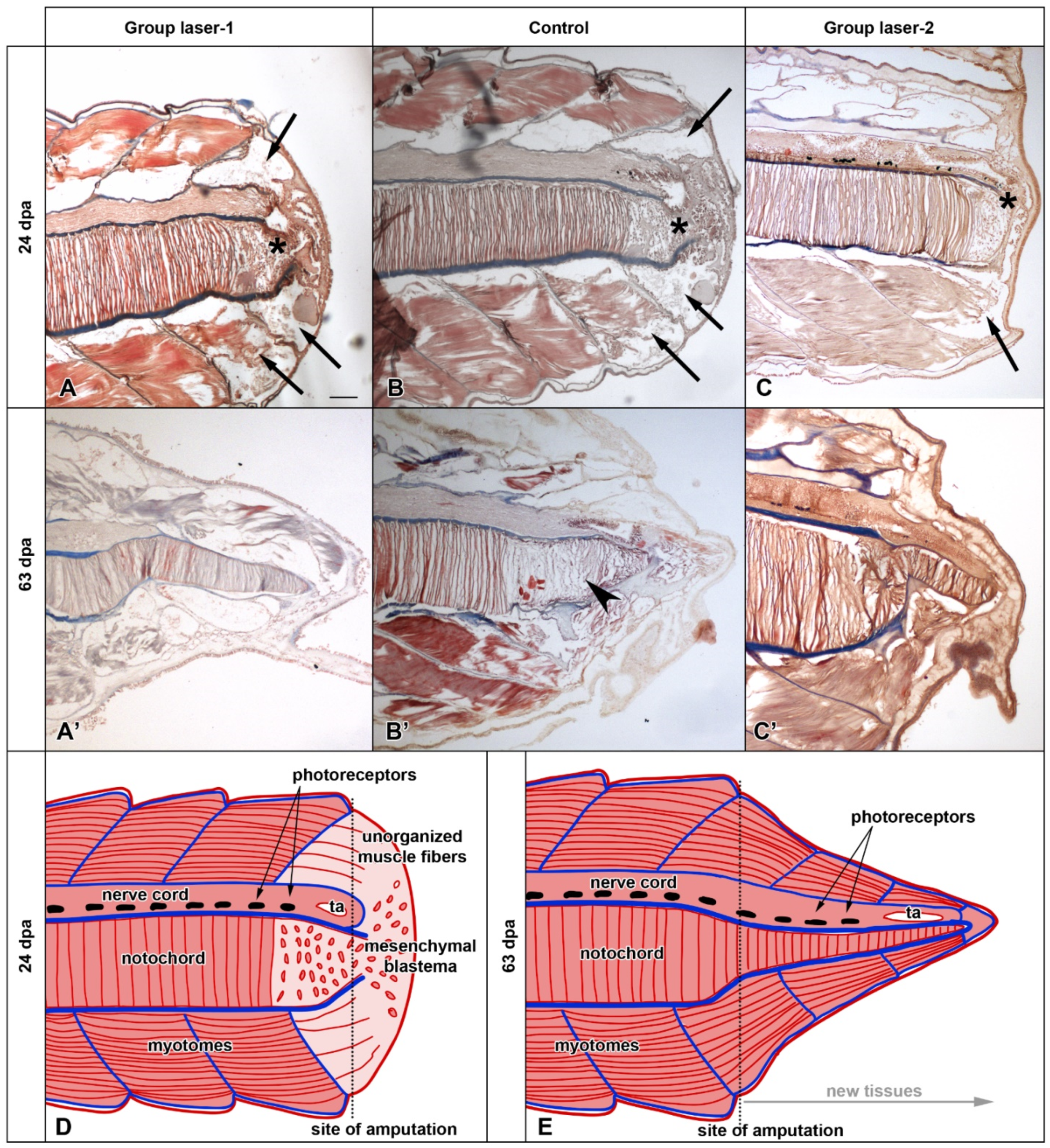 Photonics 09 00503 g004