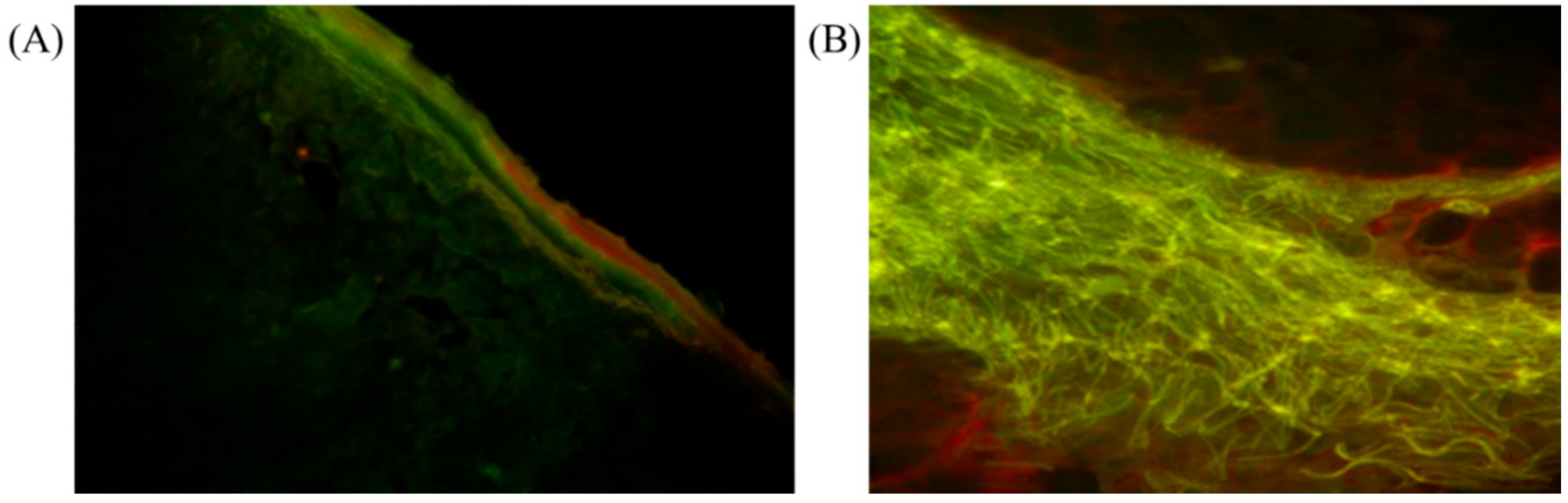 Photonics 09 00591 g005