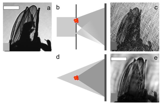 Photonics 10 00153 g018